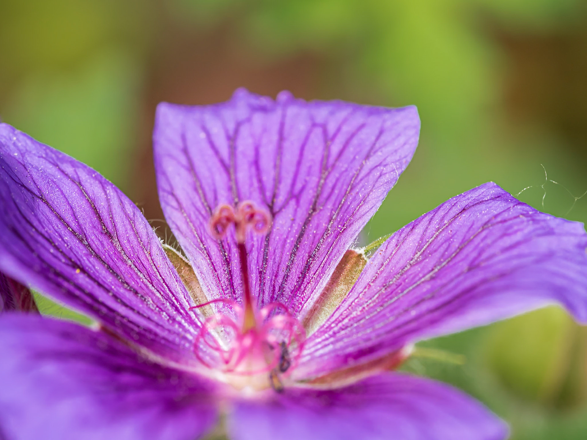 21603025 Golden Thread