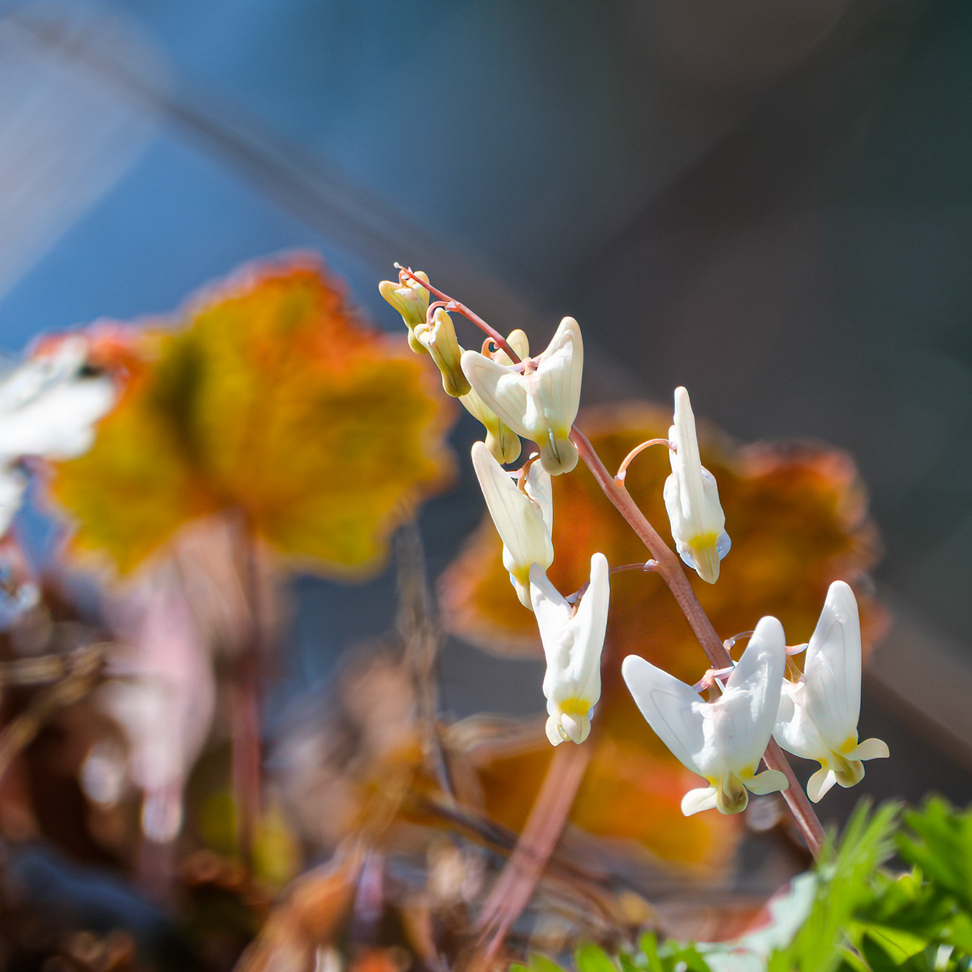 250417-224 Wild Bleeding Heart; Dutchman's breaches