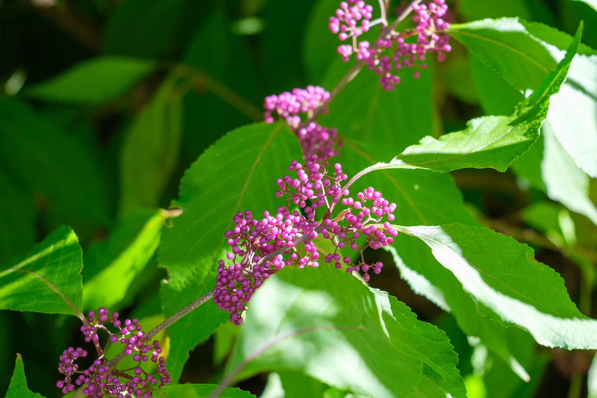 241020-198 Purple Beautyberry (Callicarpa dichotoma)