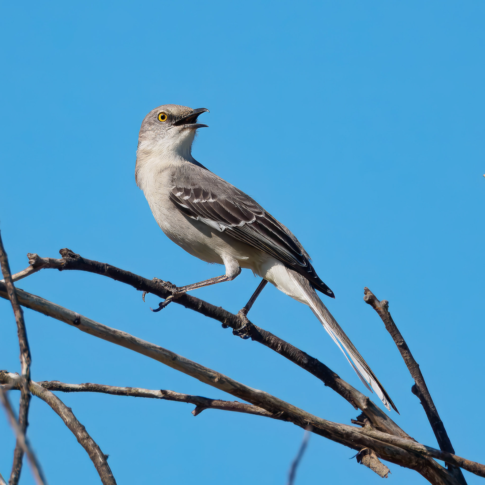 24315332 Mockingbird