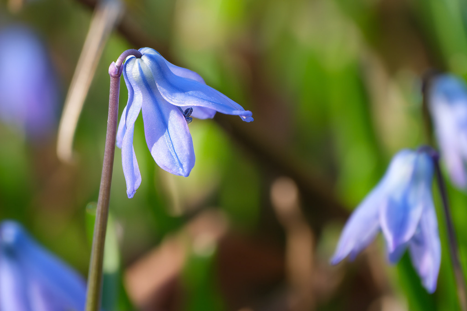 250420-332 Siberian Squill (Scilla siberica)