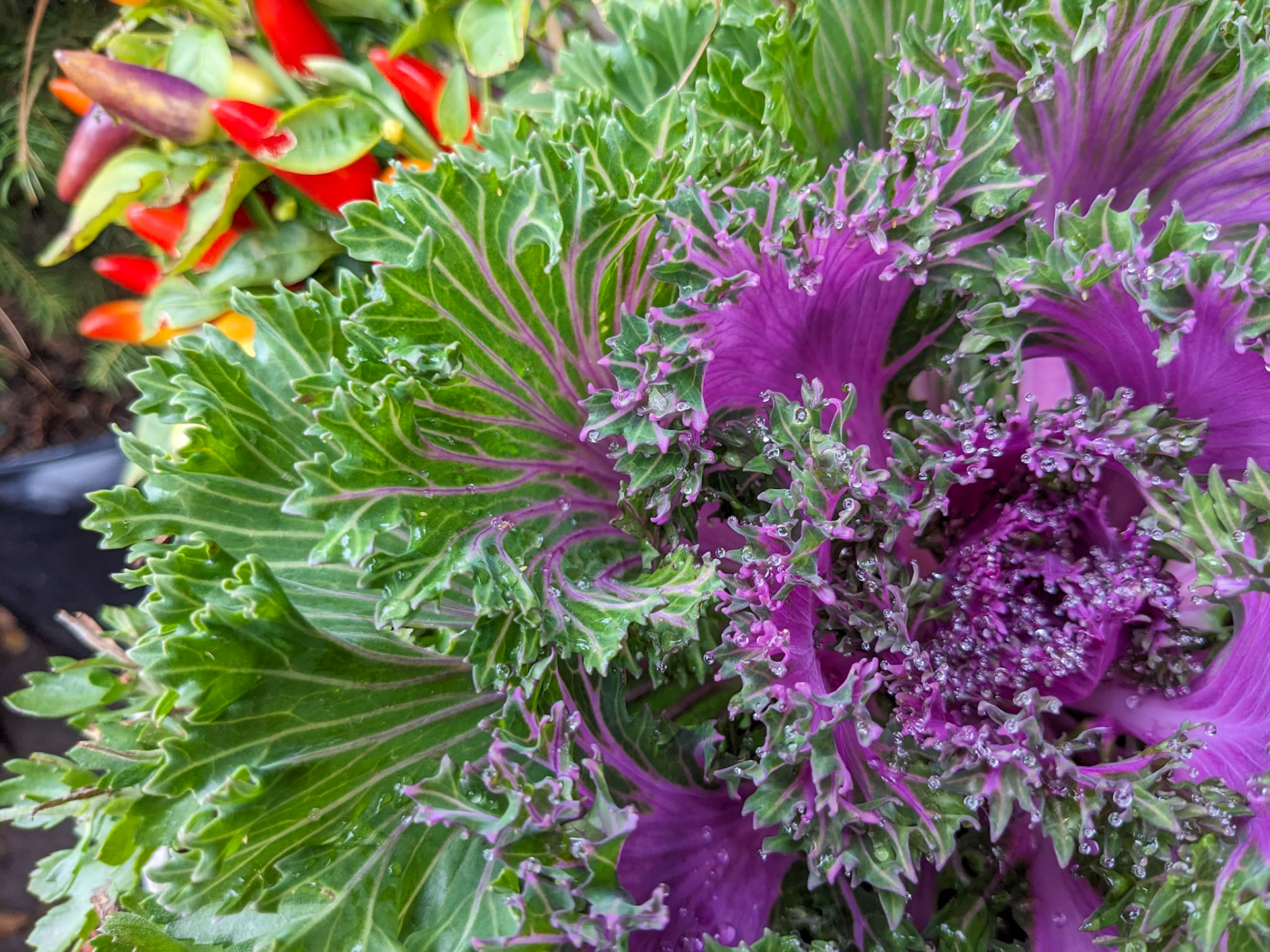 231020_024 Purple Veins