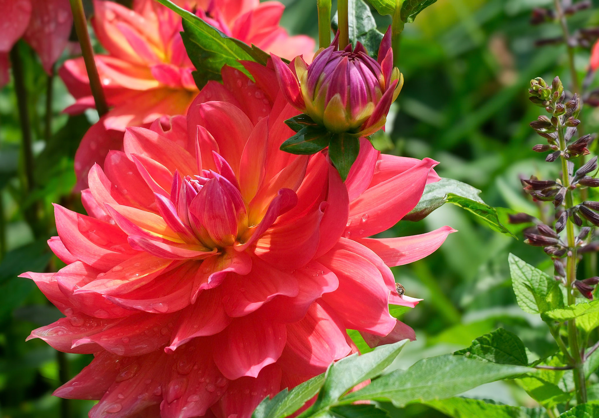 240906-471 Garden Dahlia (Dahlia pinnata)