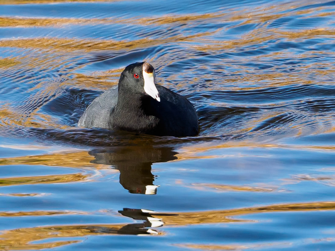 16C27115 American Coot
