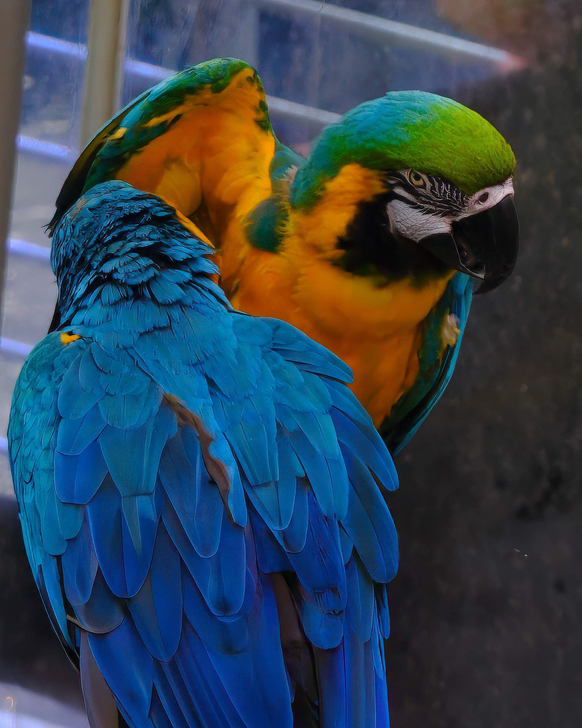 250713-032 Blue-and-yellow Macaw (Ara ararauna)