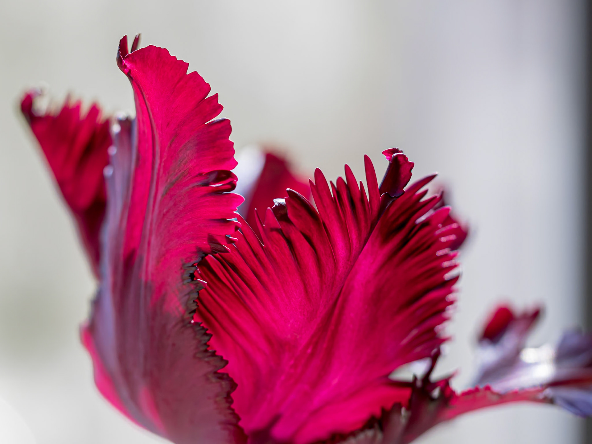 20504090 Fringe Curve