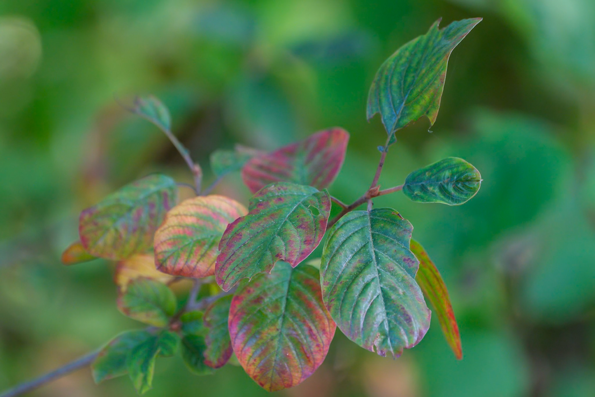 240915-733 Glossy Buckthorn (Frangula alnus)