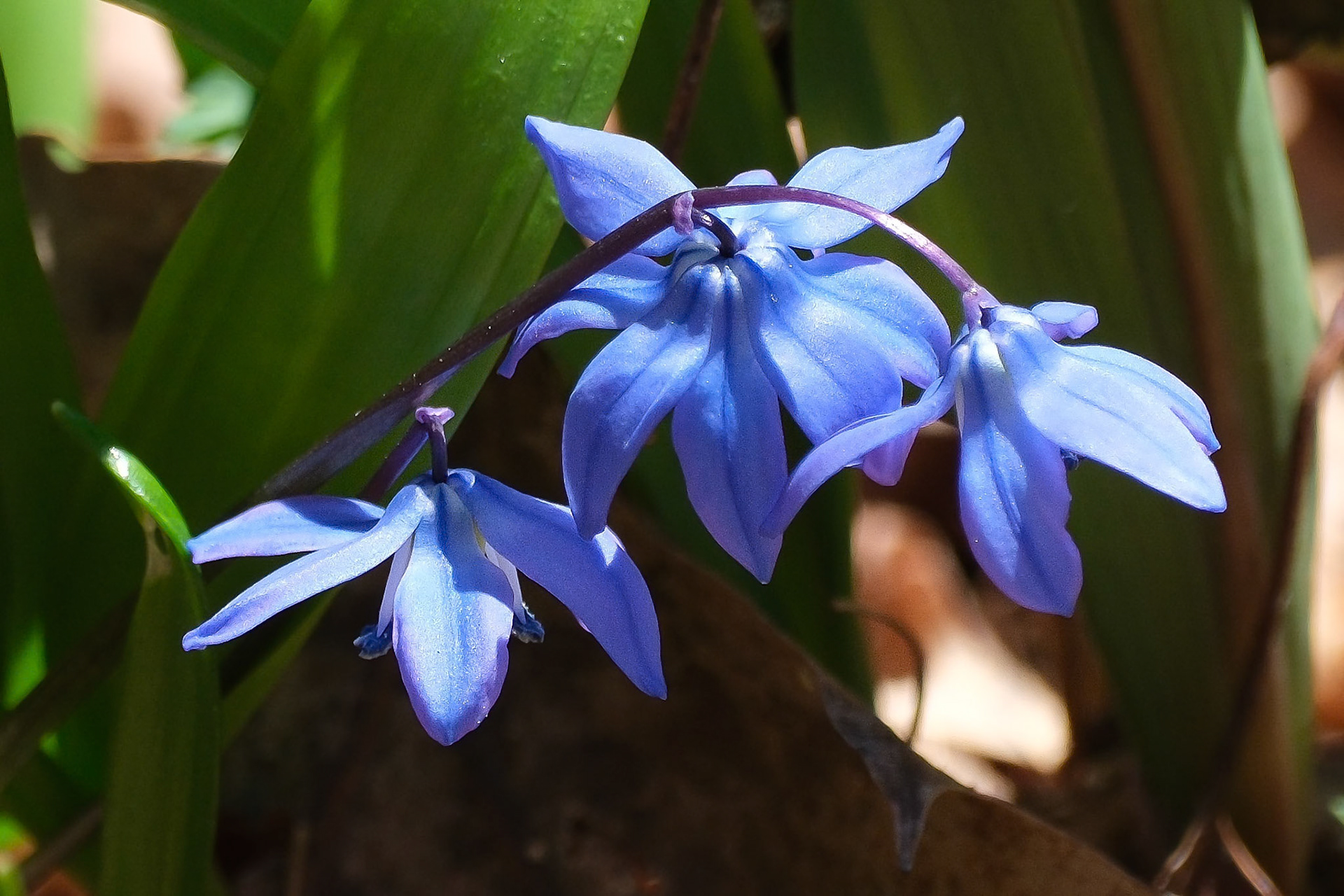 Siberian Squill (Scilla siberica)