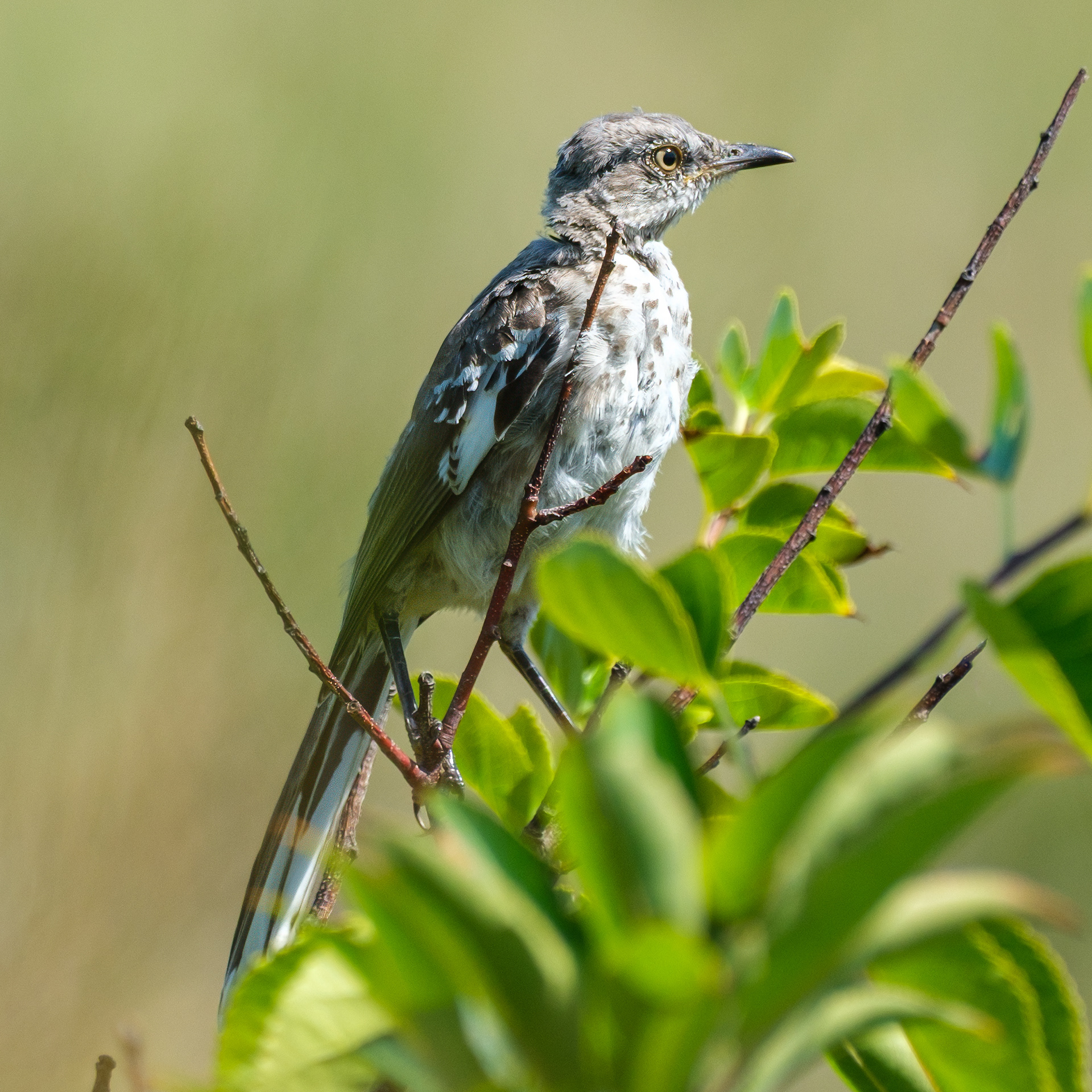 250909-745 Northern Mockingbird (Mimus polyglottos)