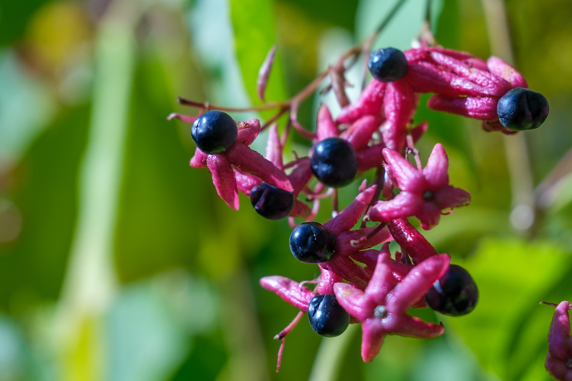 241020-203 Harlequin Glorybower (Clerodendrum trichotomum)