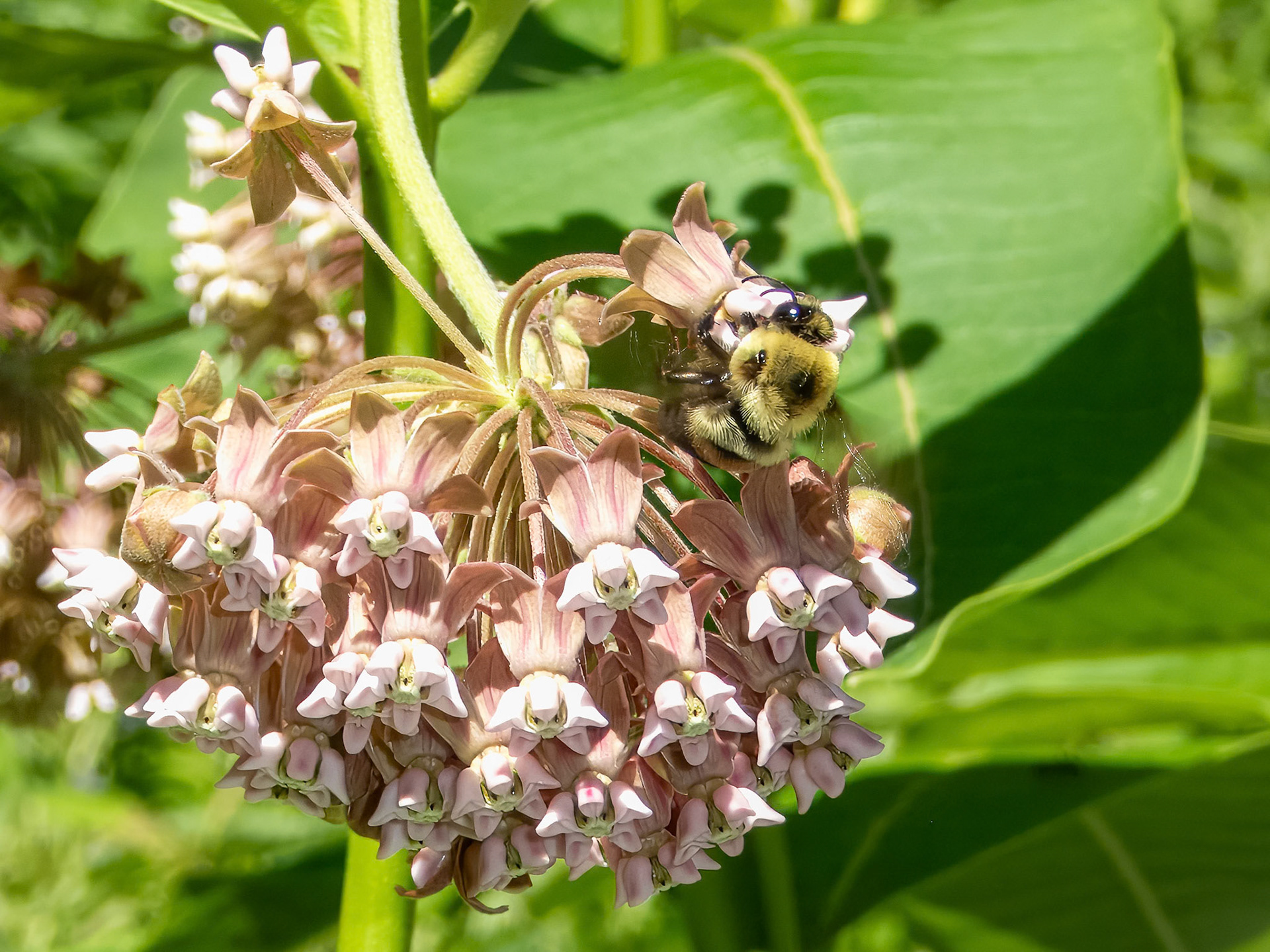 Looks Like Cool Origami! ©dag