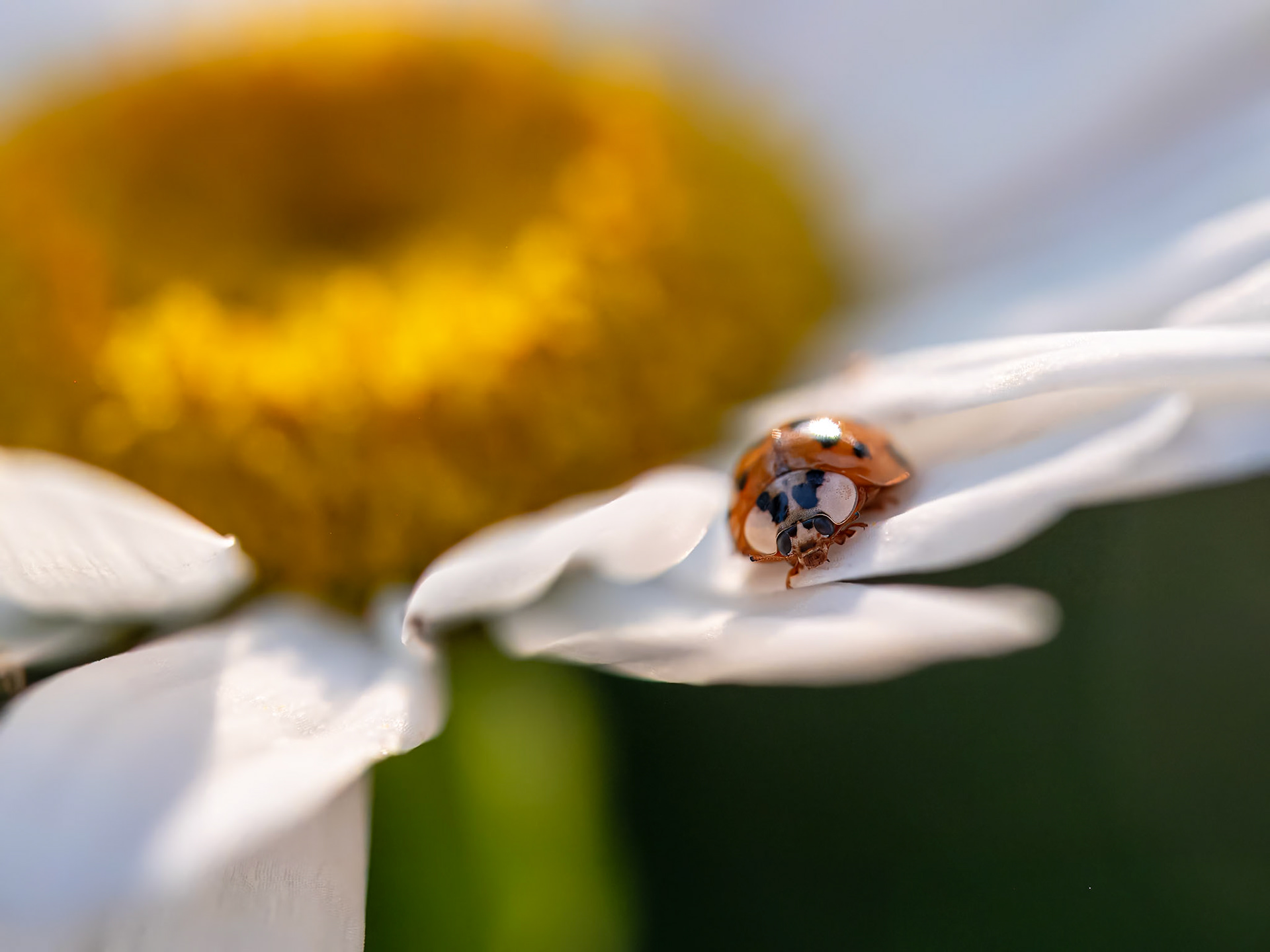 21704064 Small Traveler