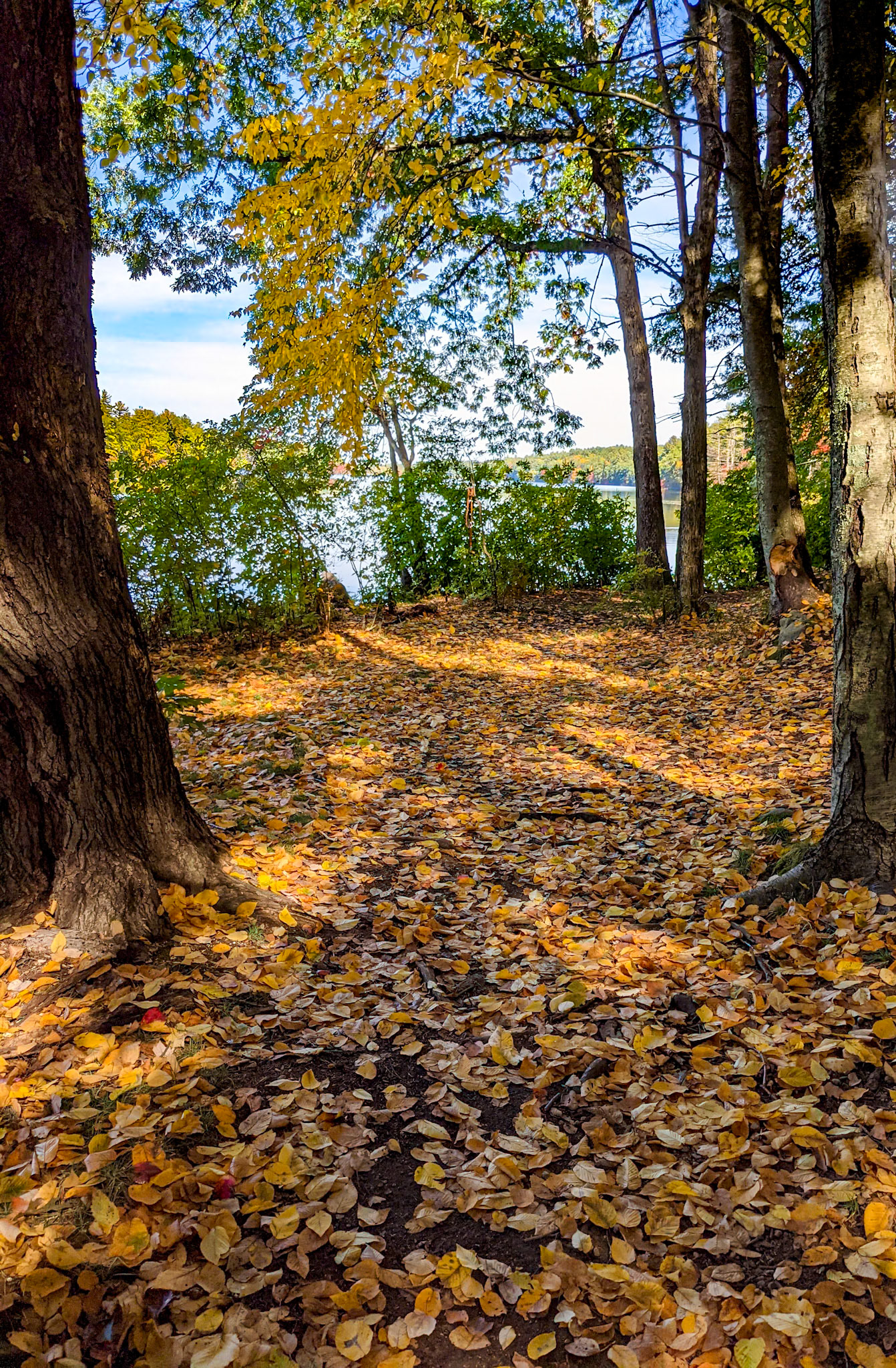 20211012_246 Yellow Leaf Zone