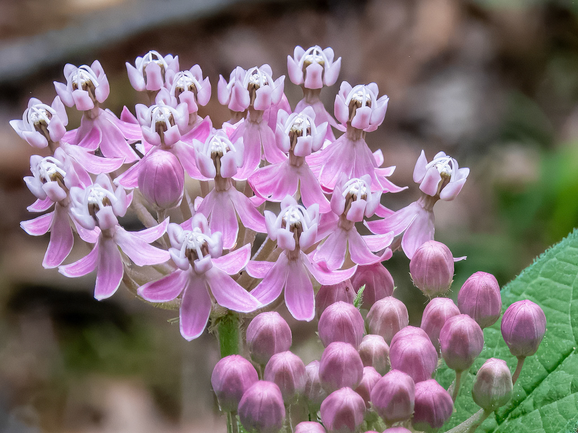 Swamp Milkweed Unfolding ©dag