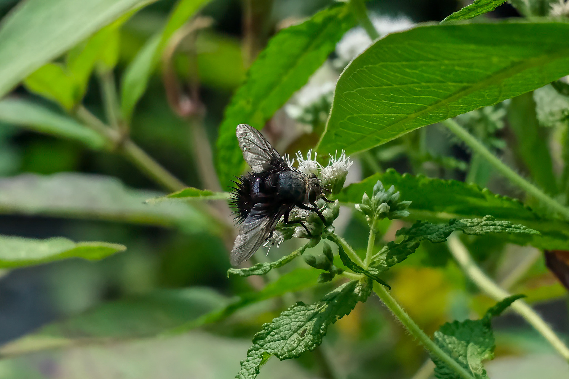 240817-101 Juriniopsis adusta (tachinid or bristle fly)