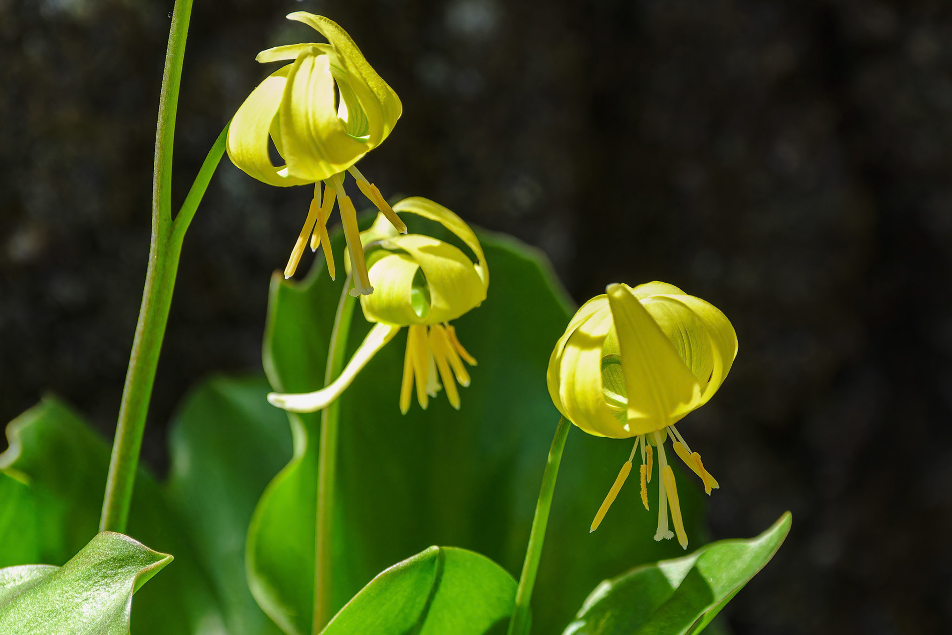 250429-818 Yellow Trout Lily (Erythronium americanum)