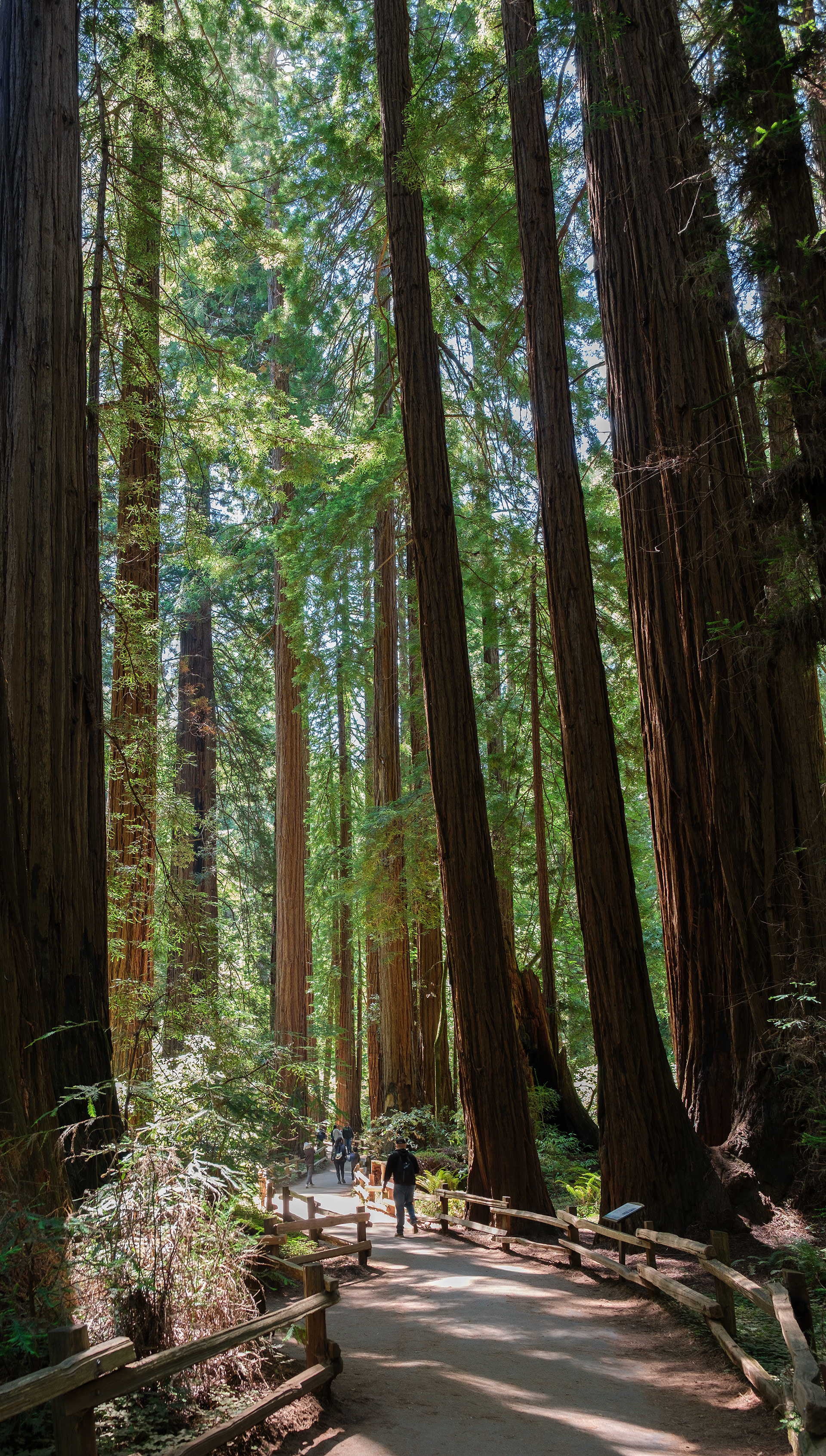 250714-134 Muir Woods