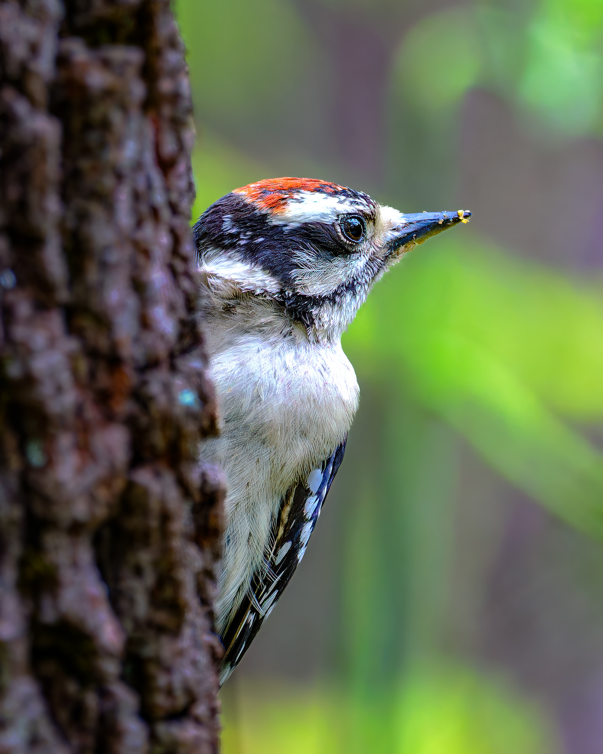 250626-757 Downy Woodpecker (Dryobates pubescens)