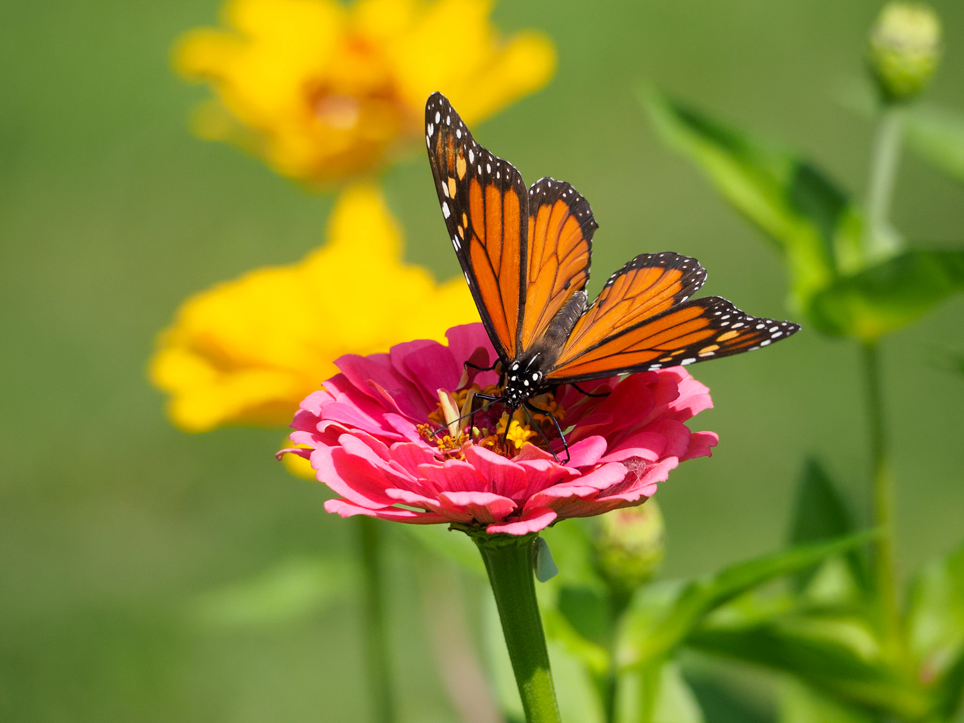24811-182 Monach Butterfly on Zinnia
