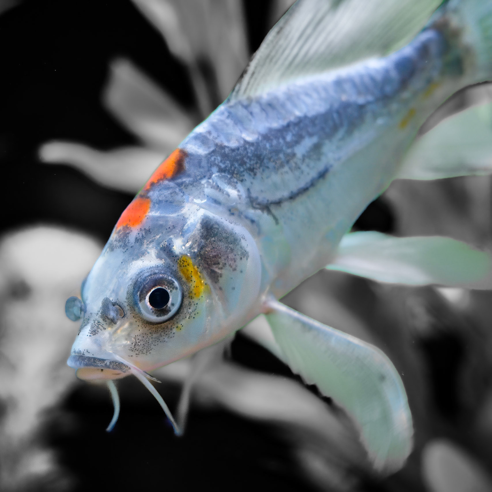 240909-595 Amur Carp (Cyprinus rubrofuscus)