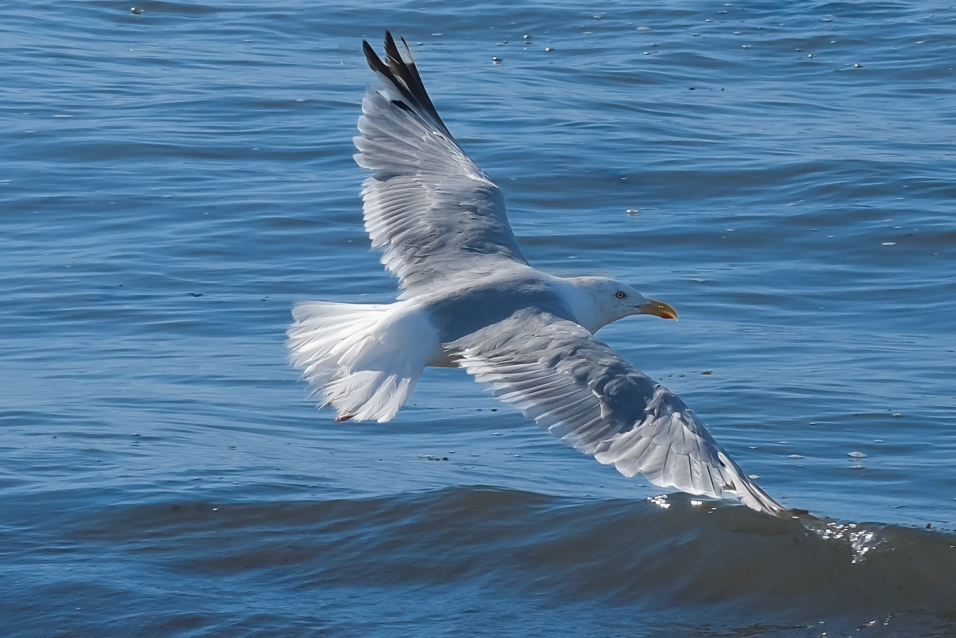 240903-357 Herring Gull (Larus argentatus)