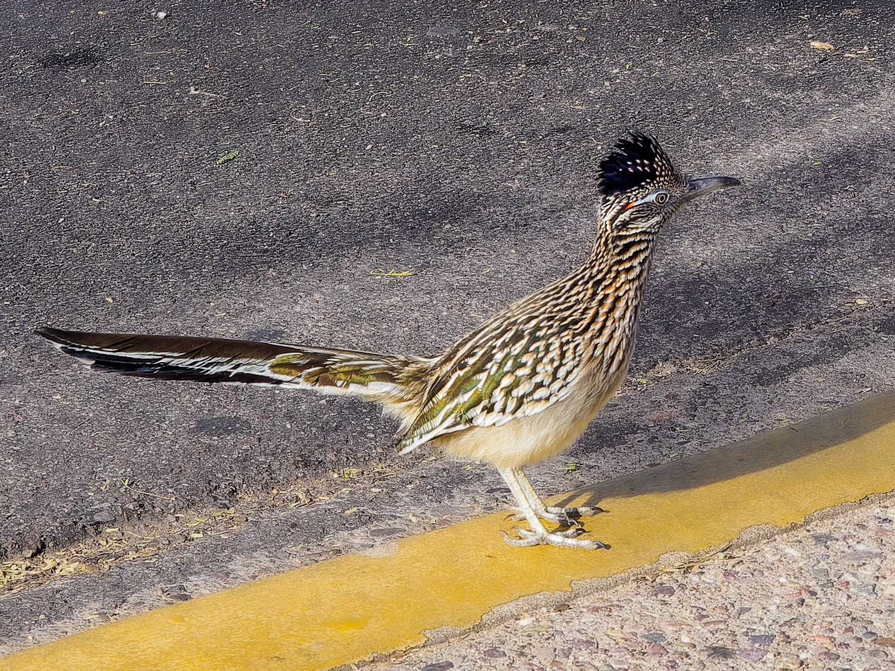 16C25004 Doing the Proper Thing