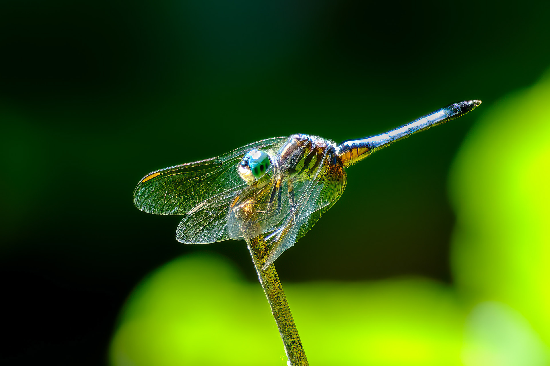 250826-676 Blue Dasher (Pachydiplax longipennis)