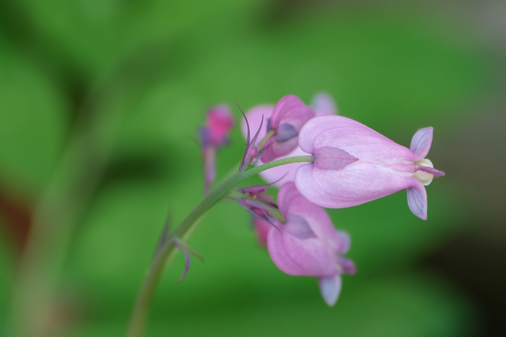 250504-195 Fringed Bleeding Heart (Dicentra eximia)
