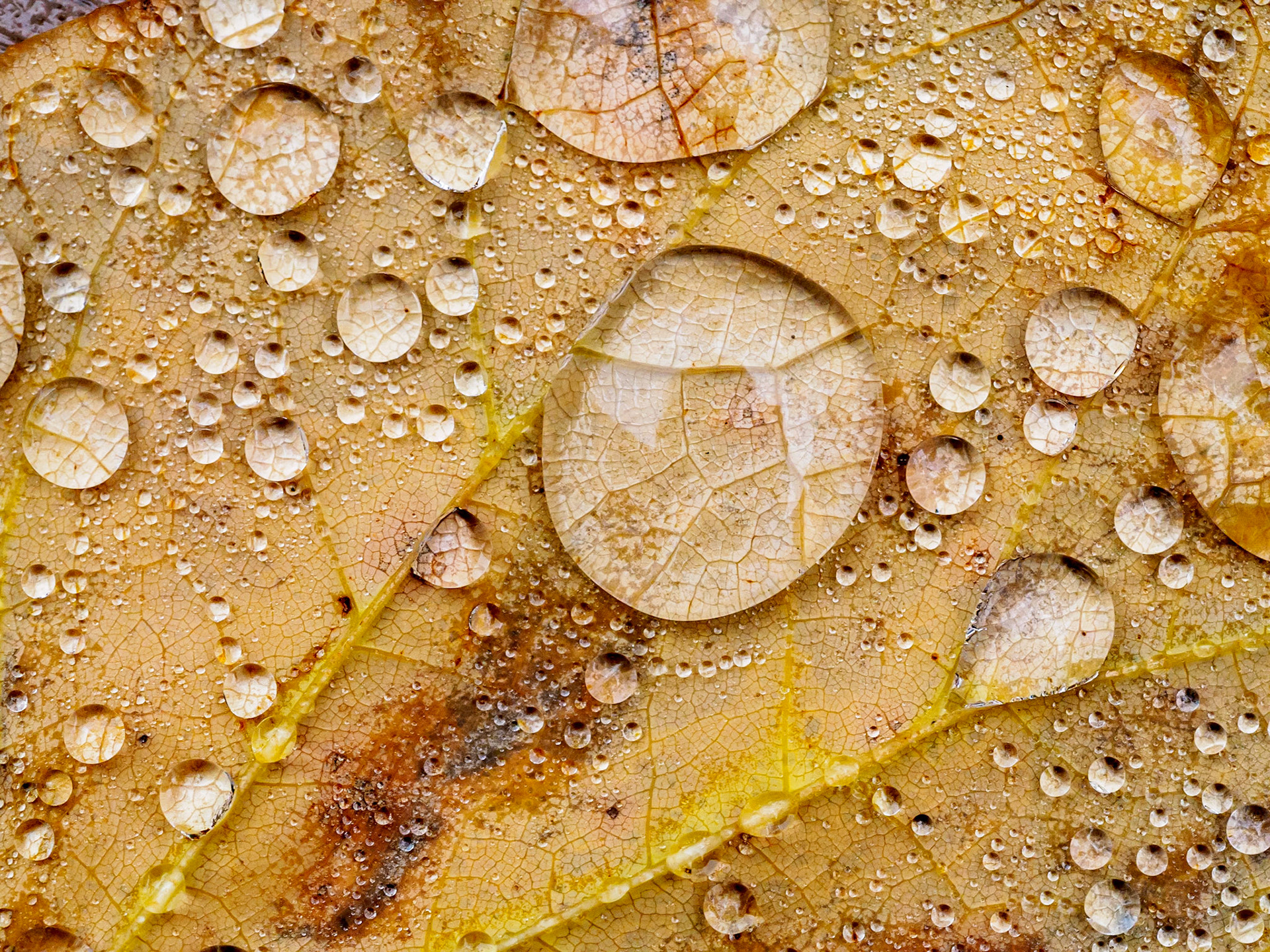 15B12026 Drop Pattern 1