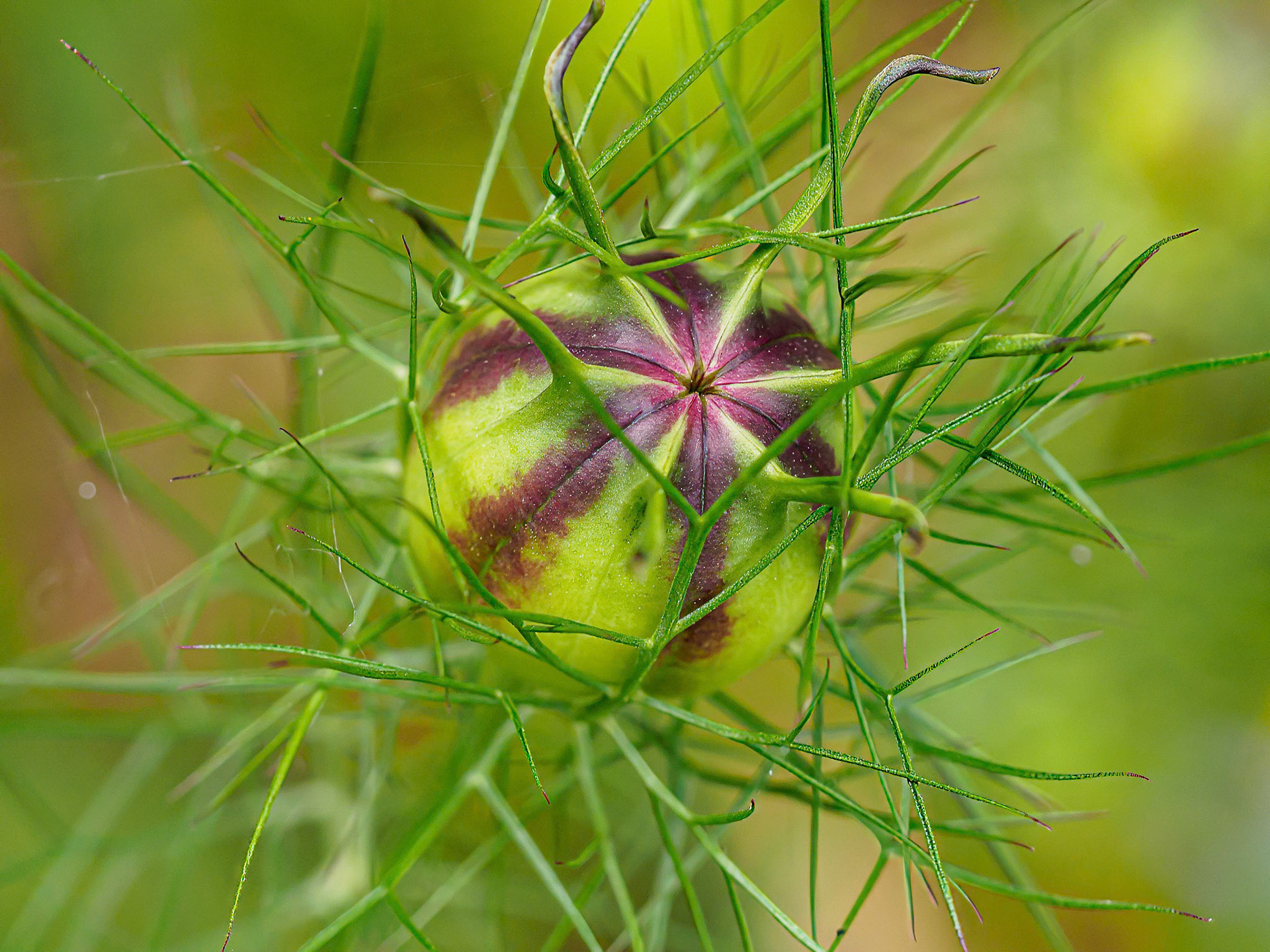 24617-029 Love-in-a-Mist (Nigella damascena)