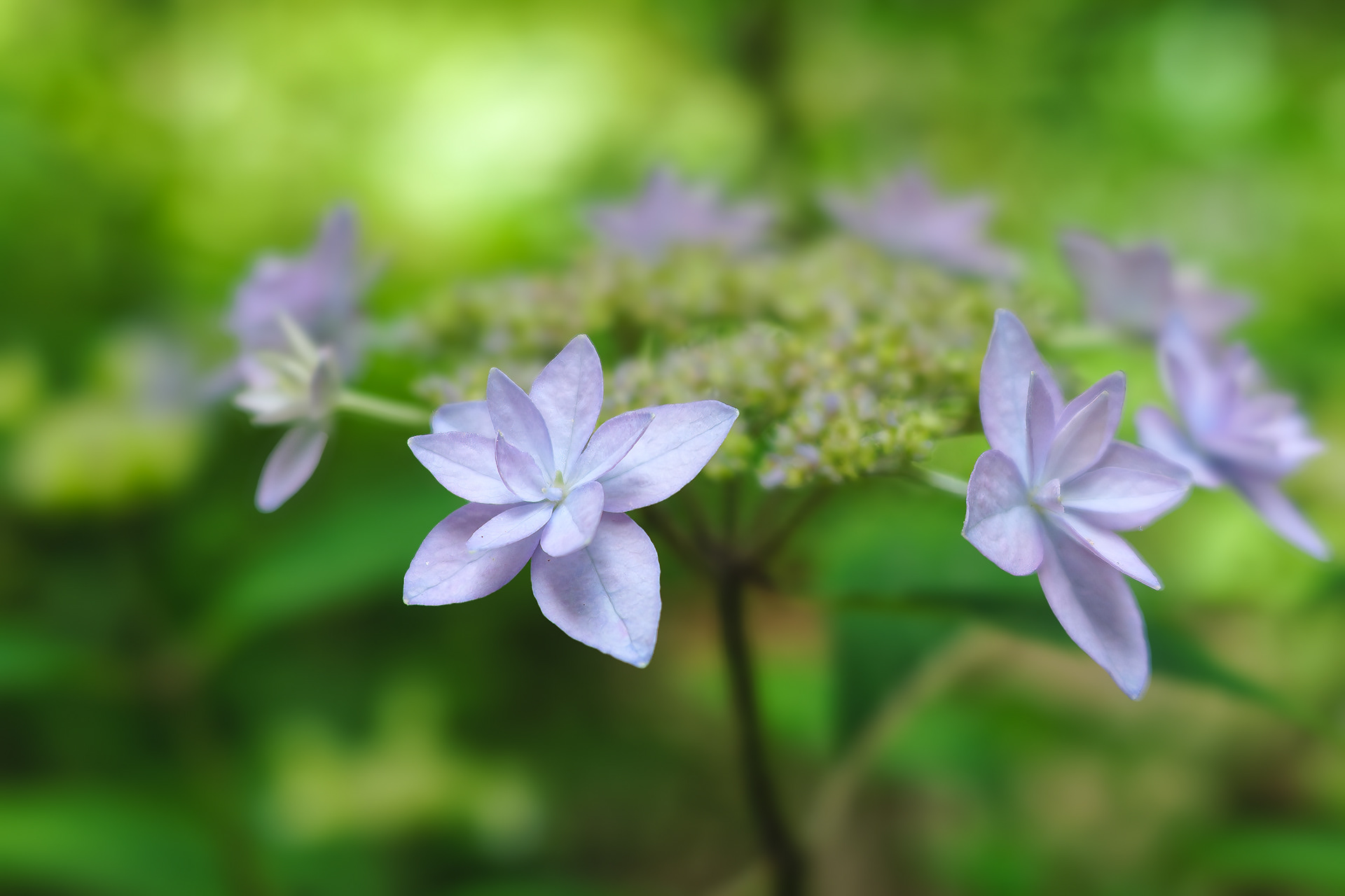 250615-702 Mountain Hydrangea (Hydrangea serrata)