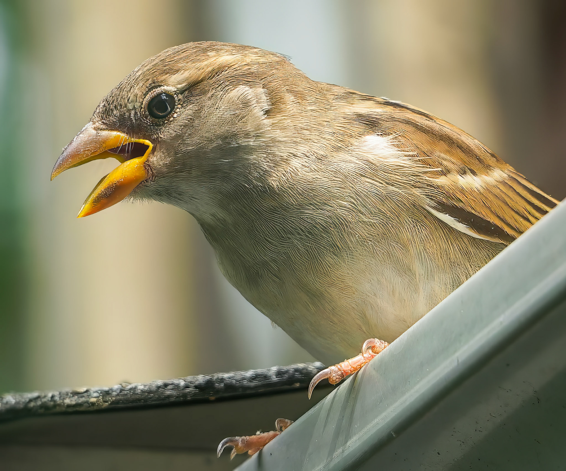 15625061 I Have a Lot to Talk About