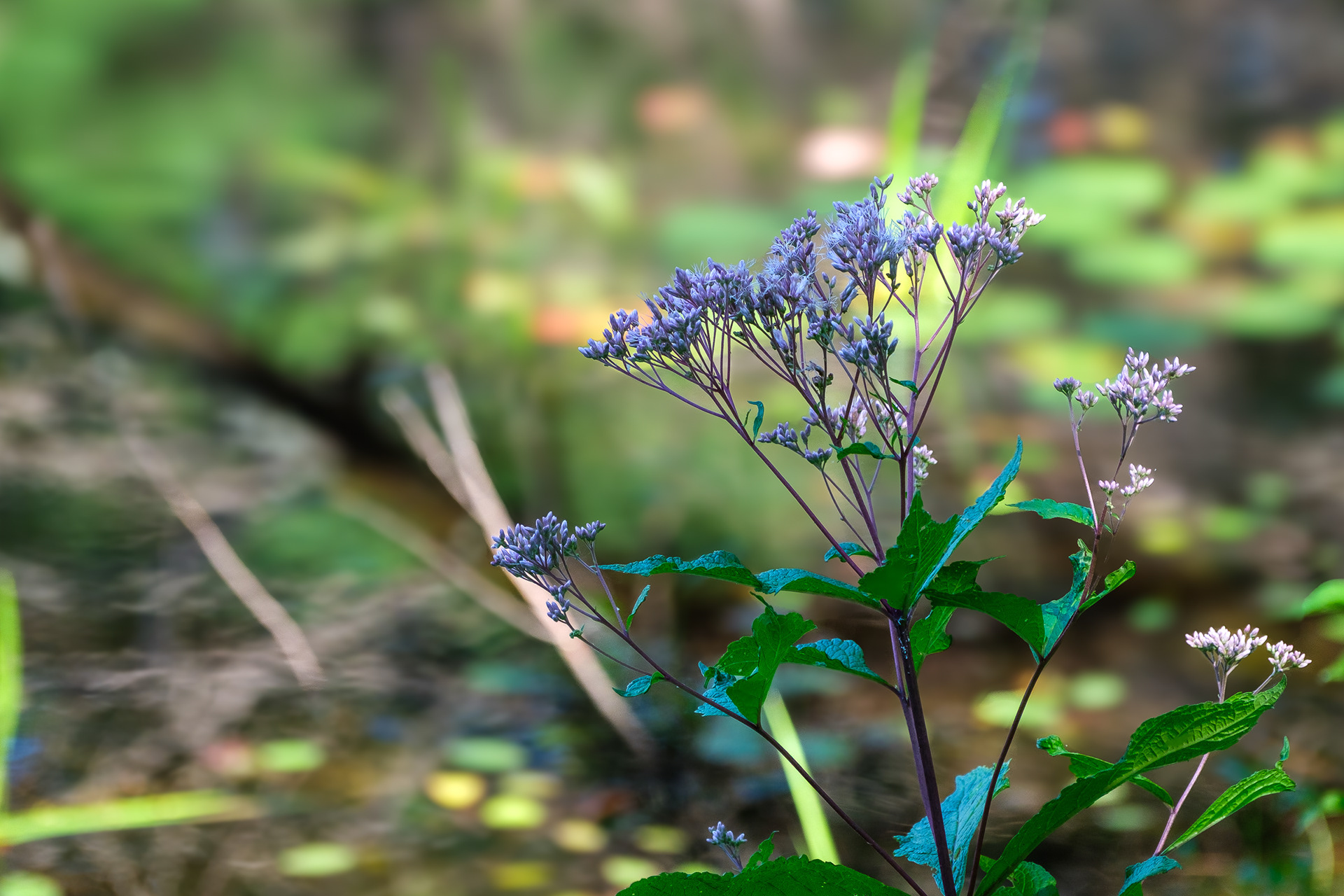 250808-483 Joe-Pye Weeds (Genus Eutrochium)