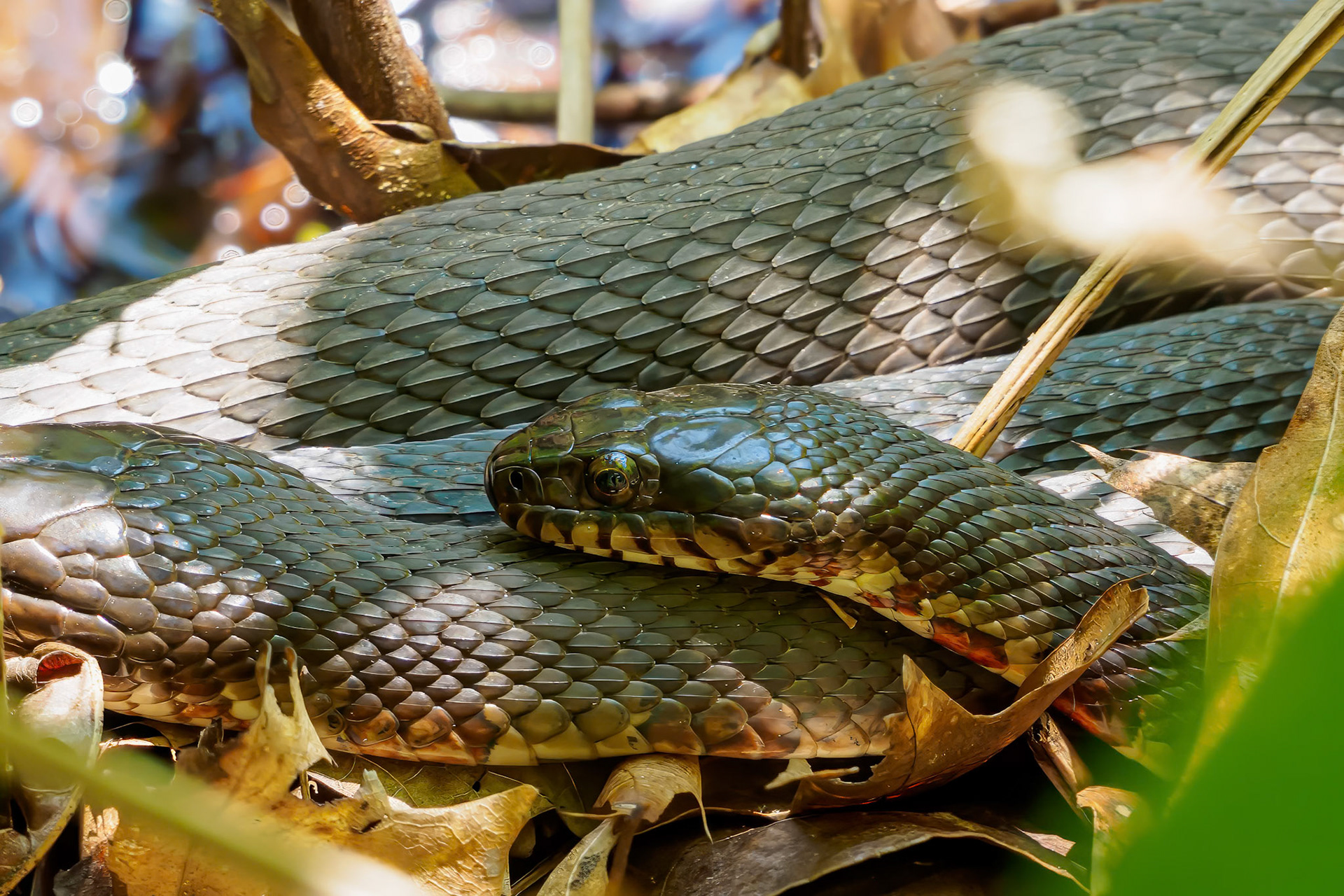 24526-027 Watersnakes