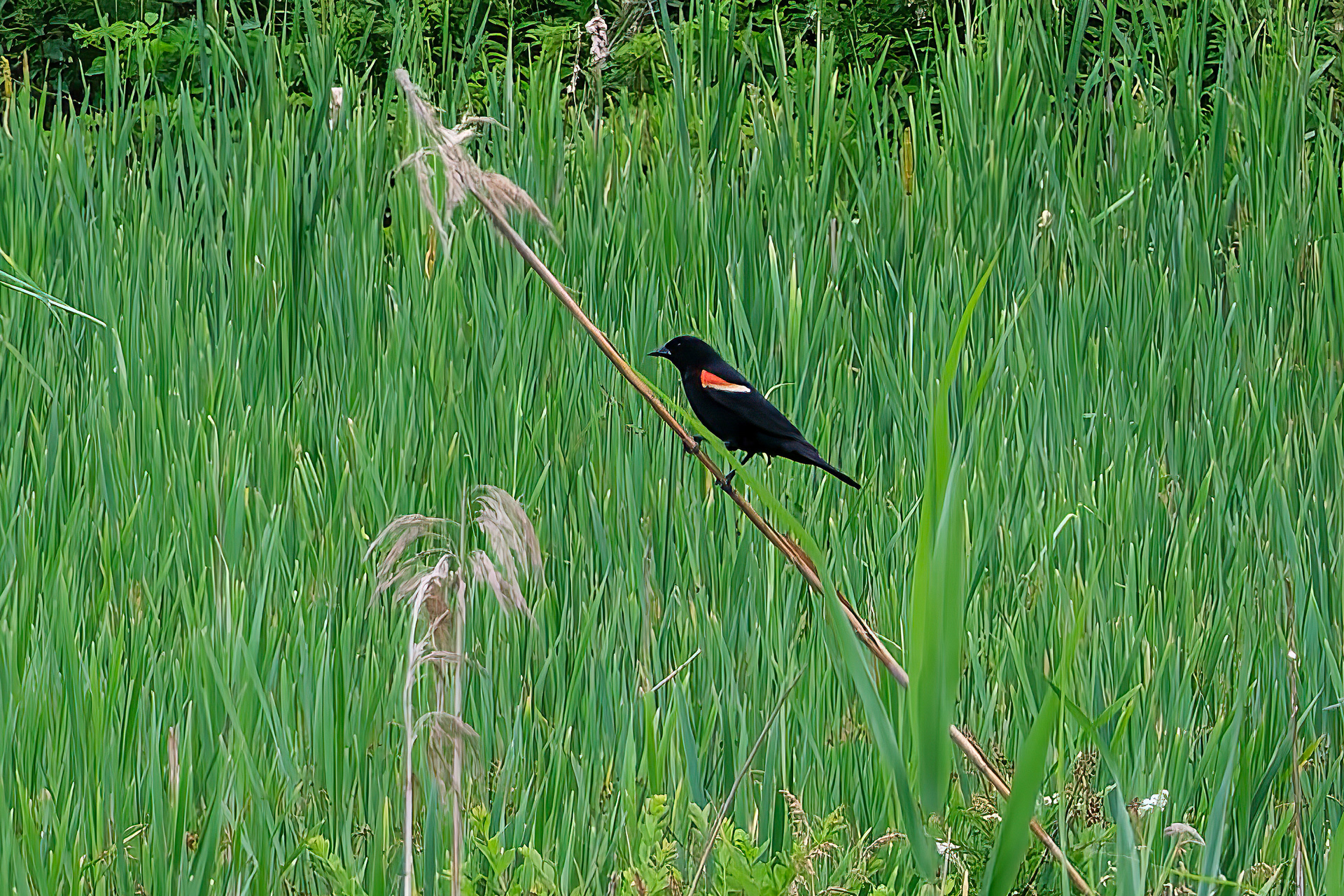 260618-617 Red-winged Blackbird (Agelaius phoeniceus)
