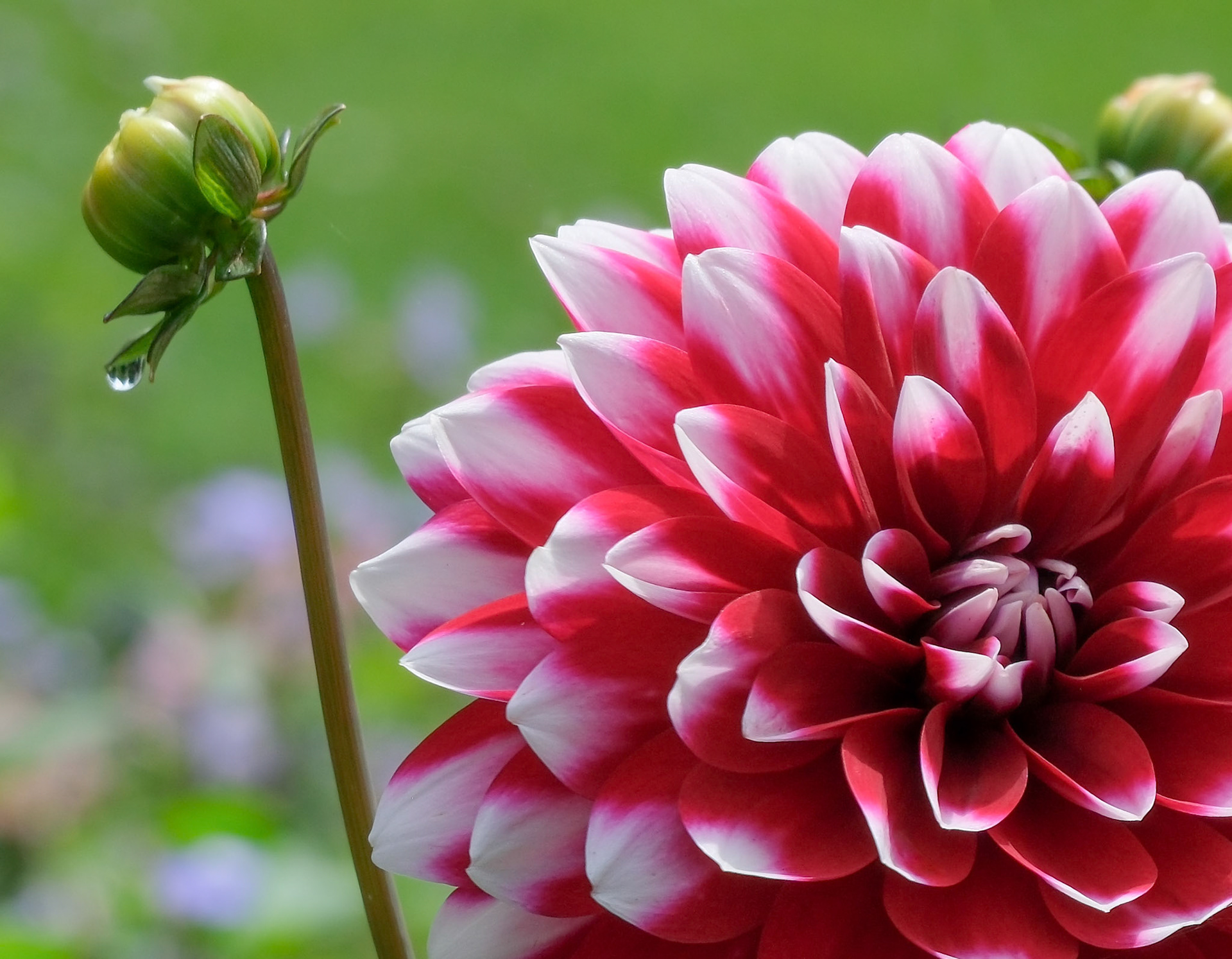 240906-481 Garden Dahlia (Dahlia pinnata)