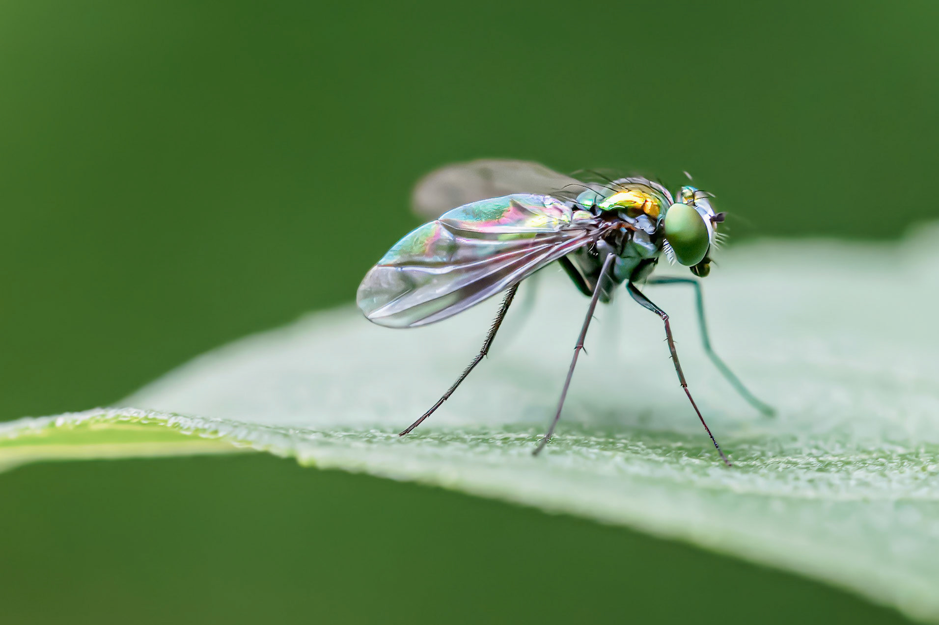 24622-031 Long-legged Fly