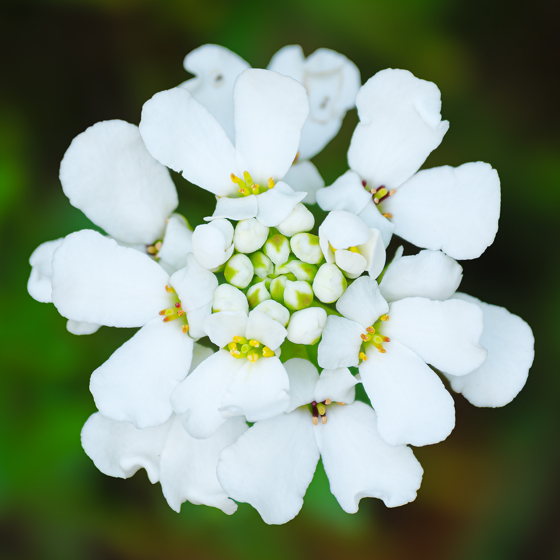 P250502-089 Perennial Candytuft (Iberis sempervirens)