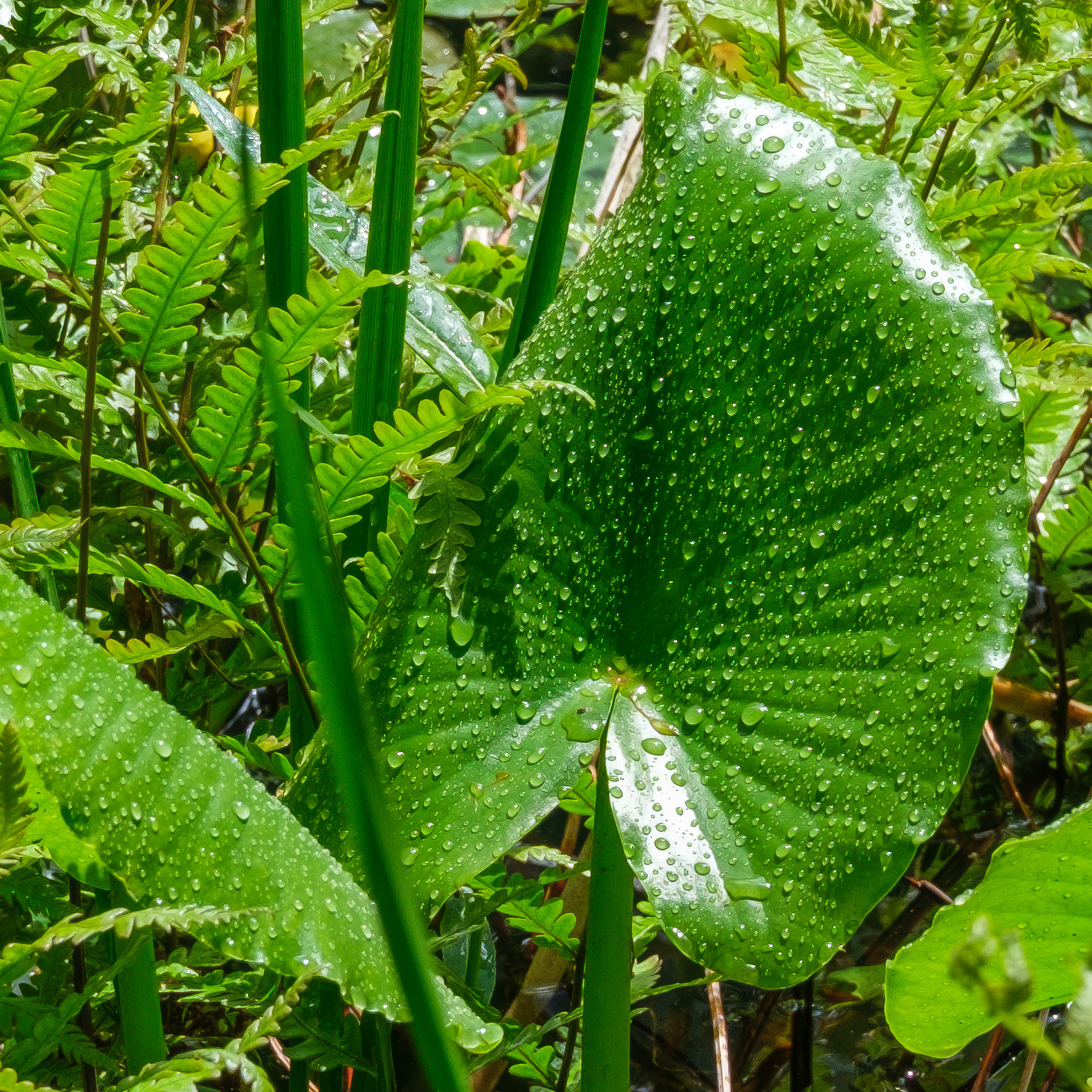 250524-513 Spatterdock (Nuphar advena)