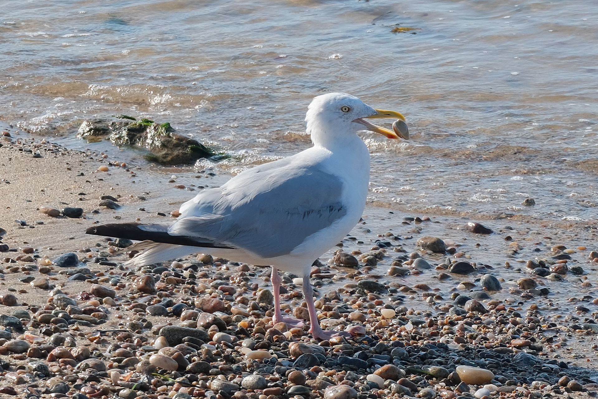 240903-372 Herring Gull (Larus argentatus)