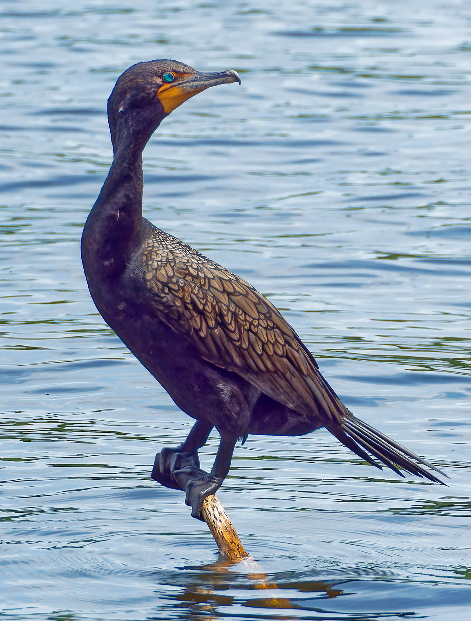 15620034 Daily Neck Exercises