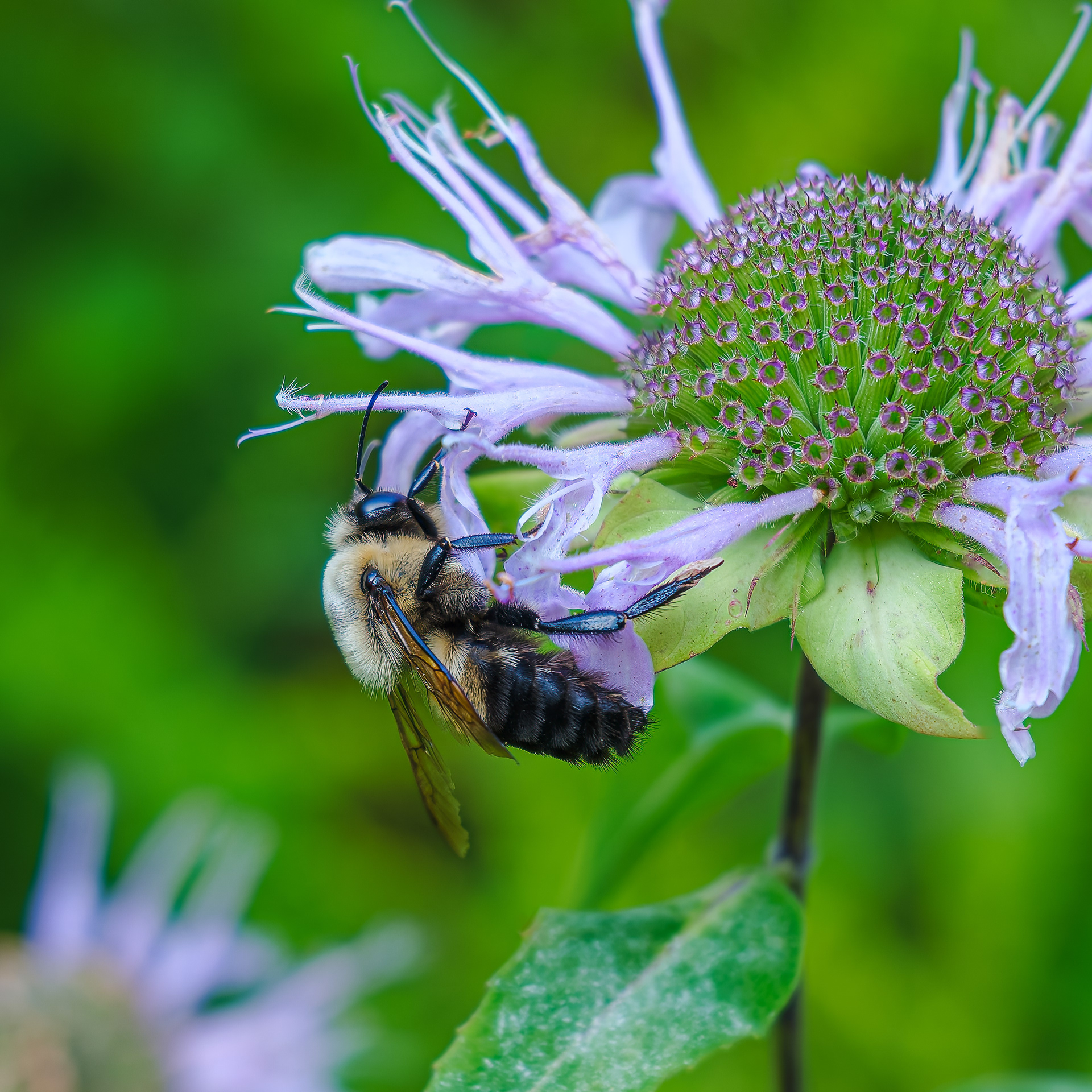 250809-537 Brown-belted Bumble Bee (Bombus griseocollis) atop Wild Bergamot (Monarda fistulosa)
