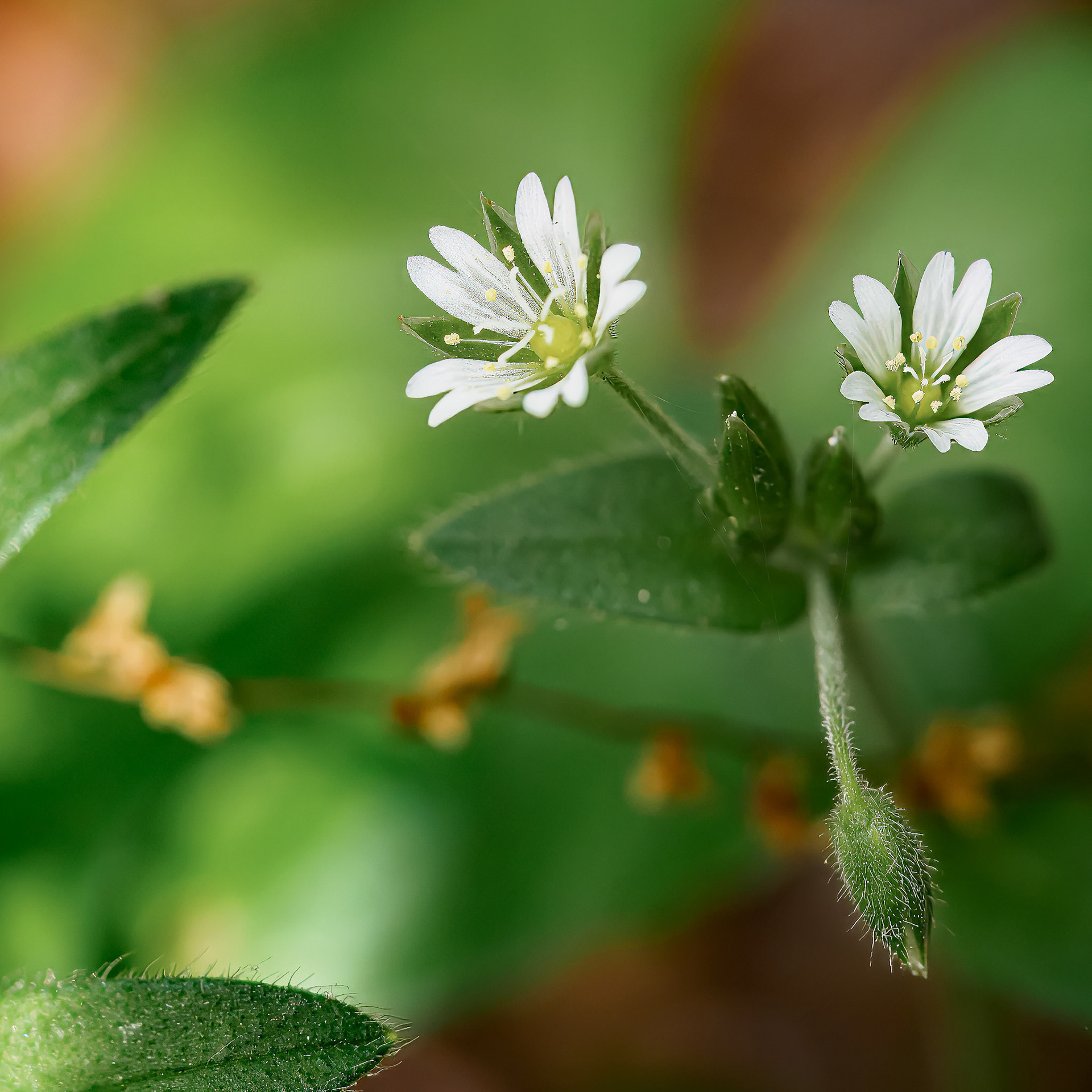 24525-009 Common Mouse-ear Chickweed (Cerastium fontanum)