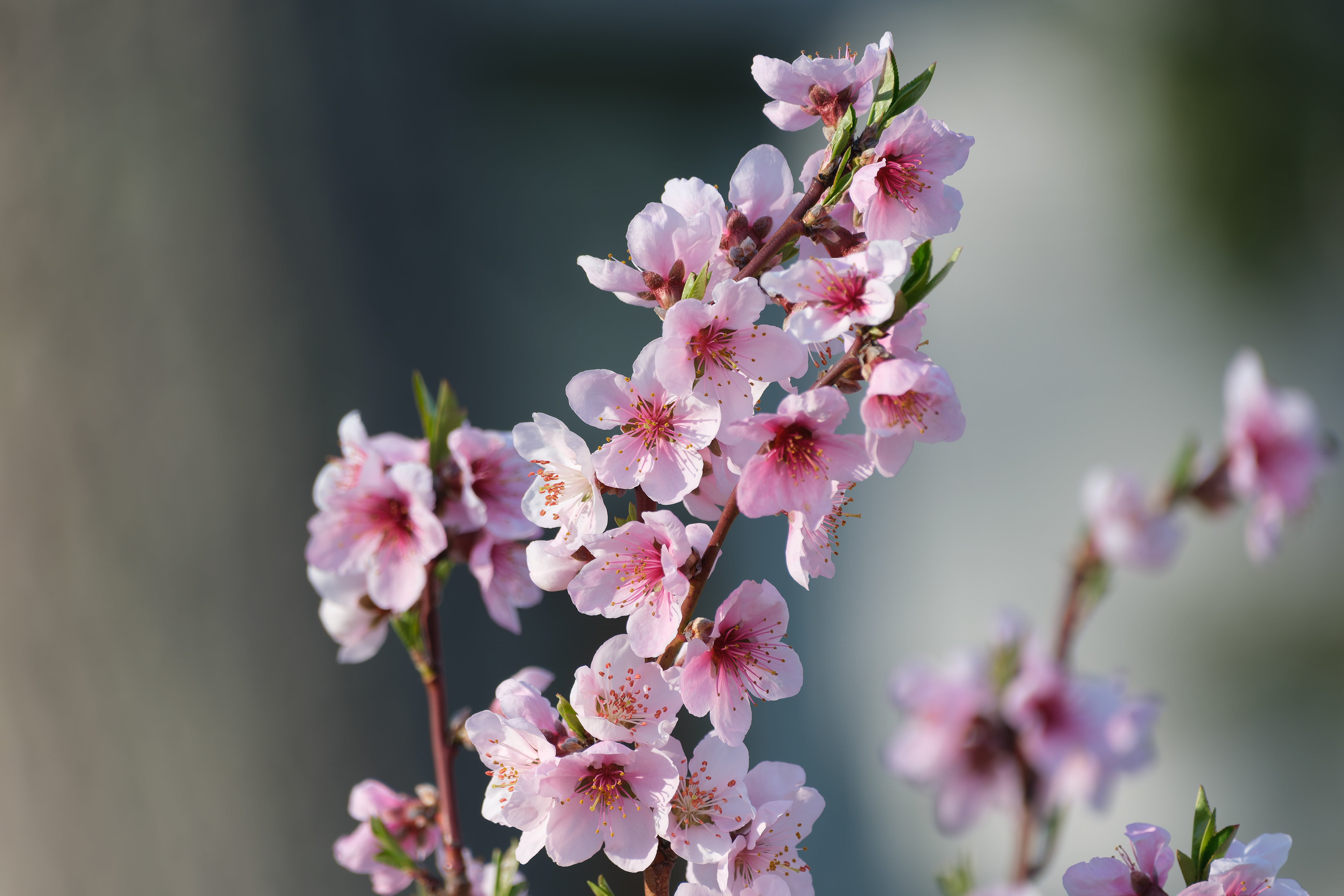 260417-014 Peach (Prunus persica)