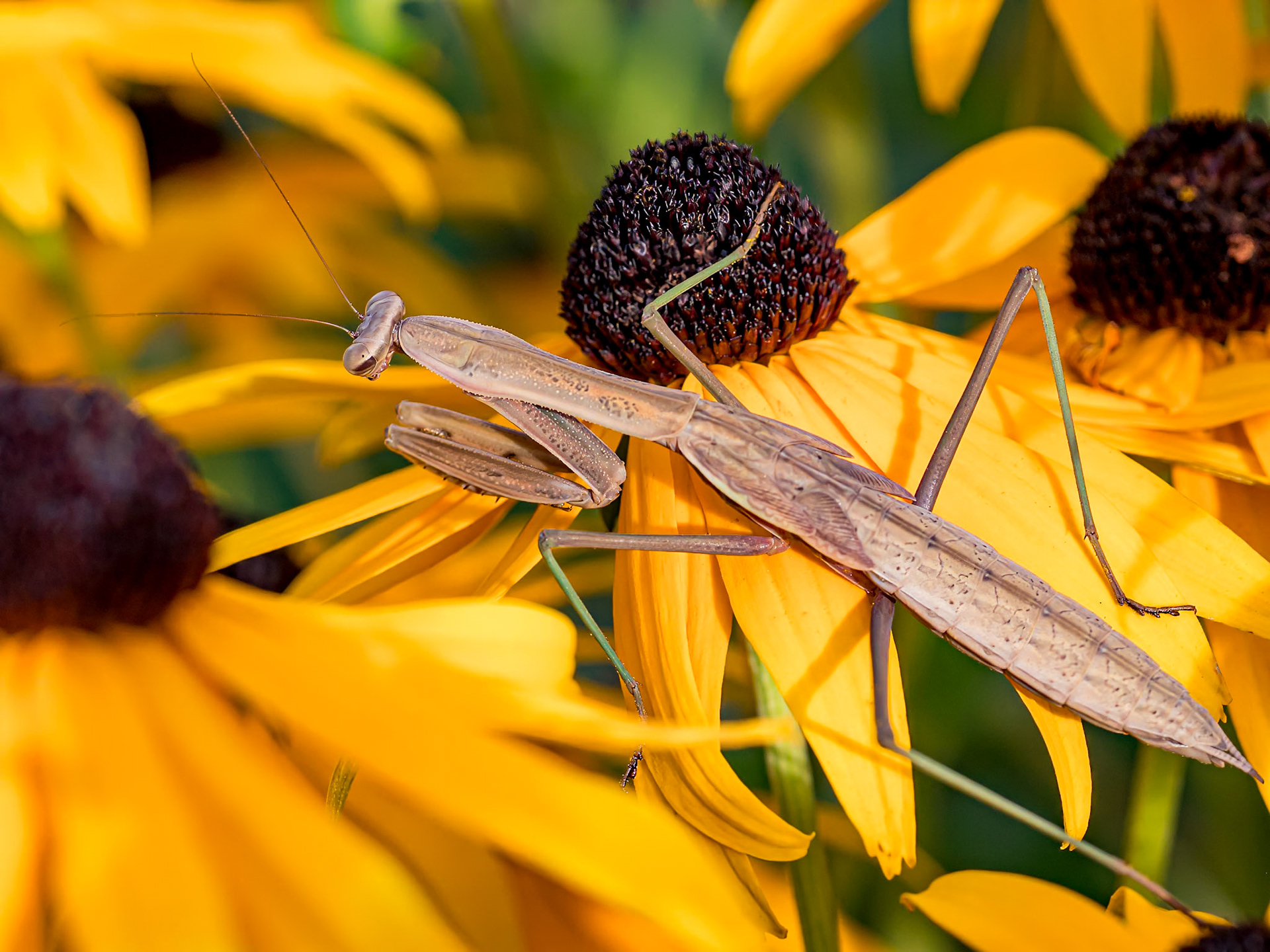 21820138 Natural Pest Control