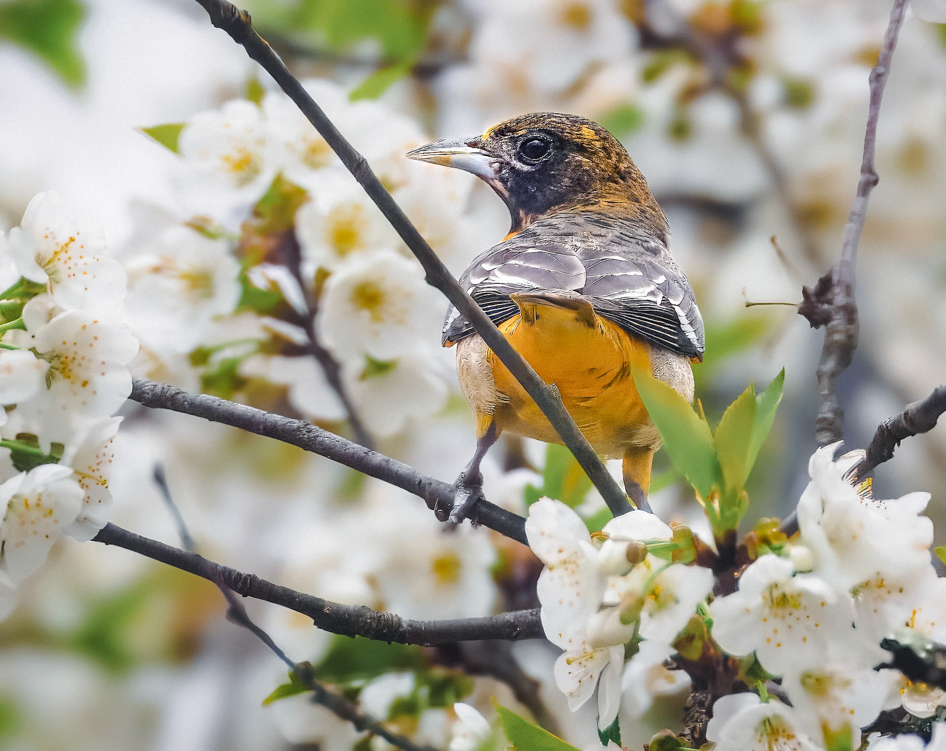 24501-033 Baltimore Oriole
