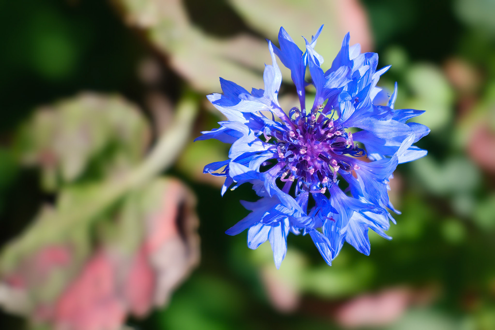 241020-178 Cornflower (Centaurea cyanus)