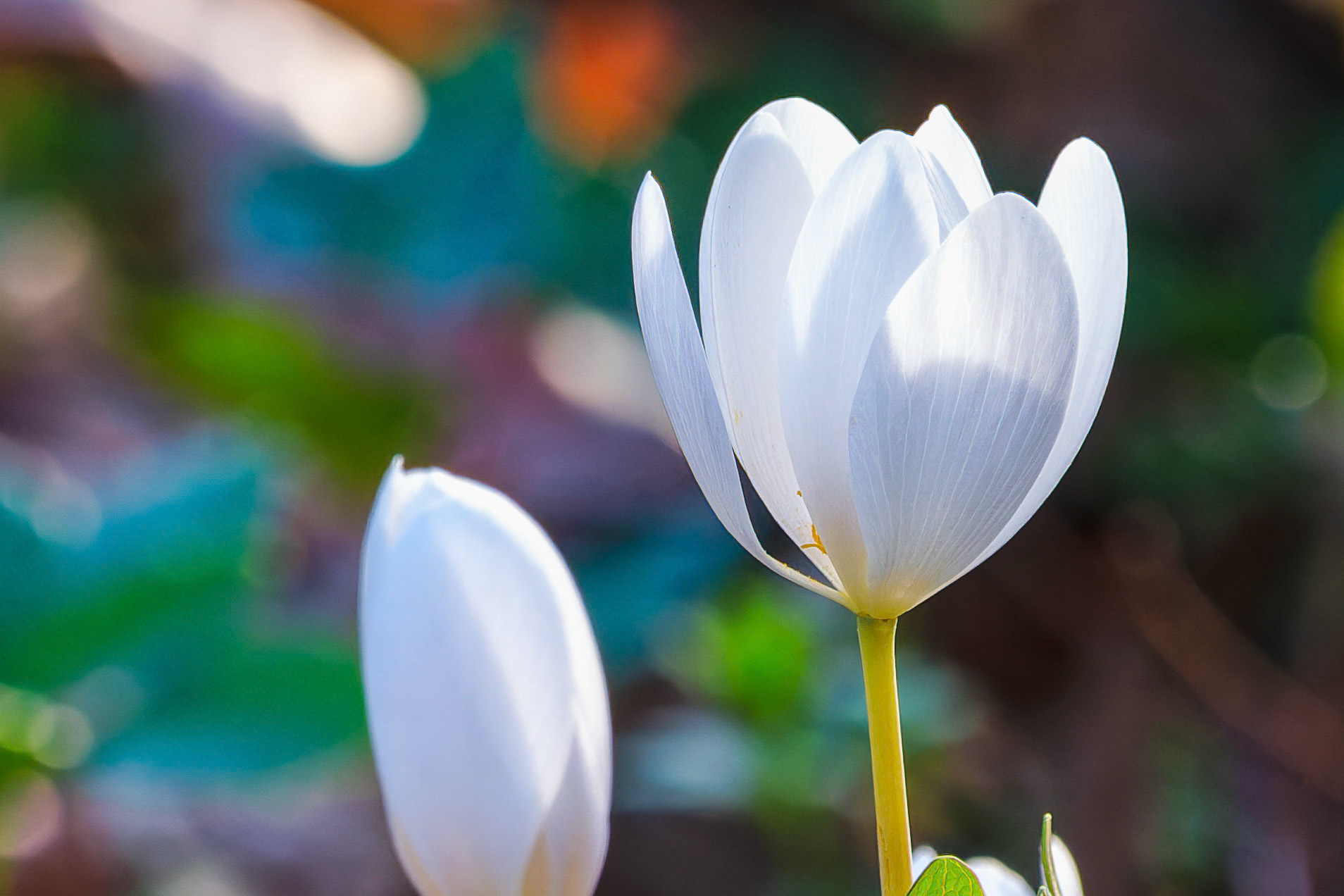 250420-310 Bloodroot (Sanguinaria canadensis)