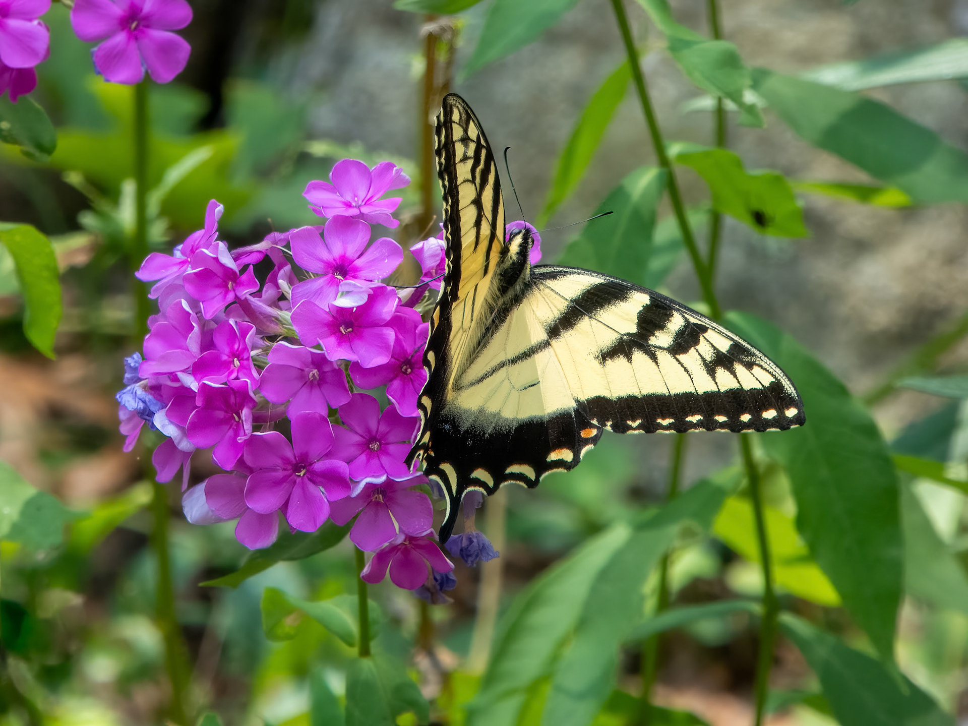 24105-078 A Welcome Distraction ©dag