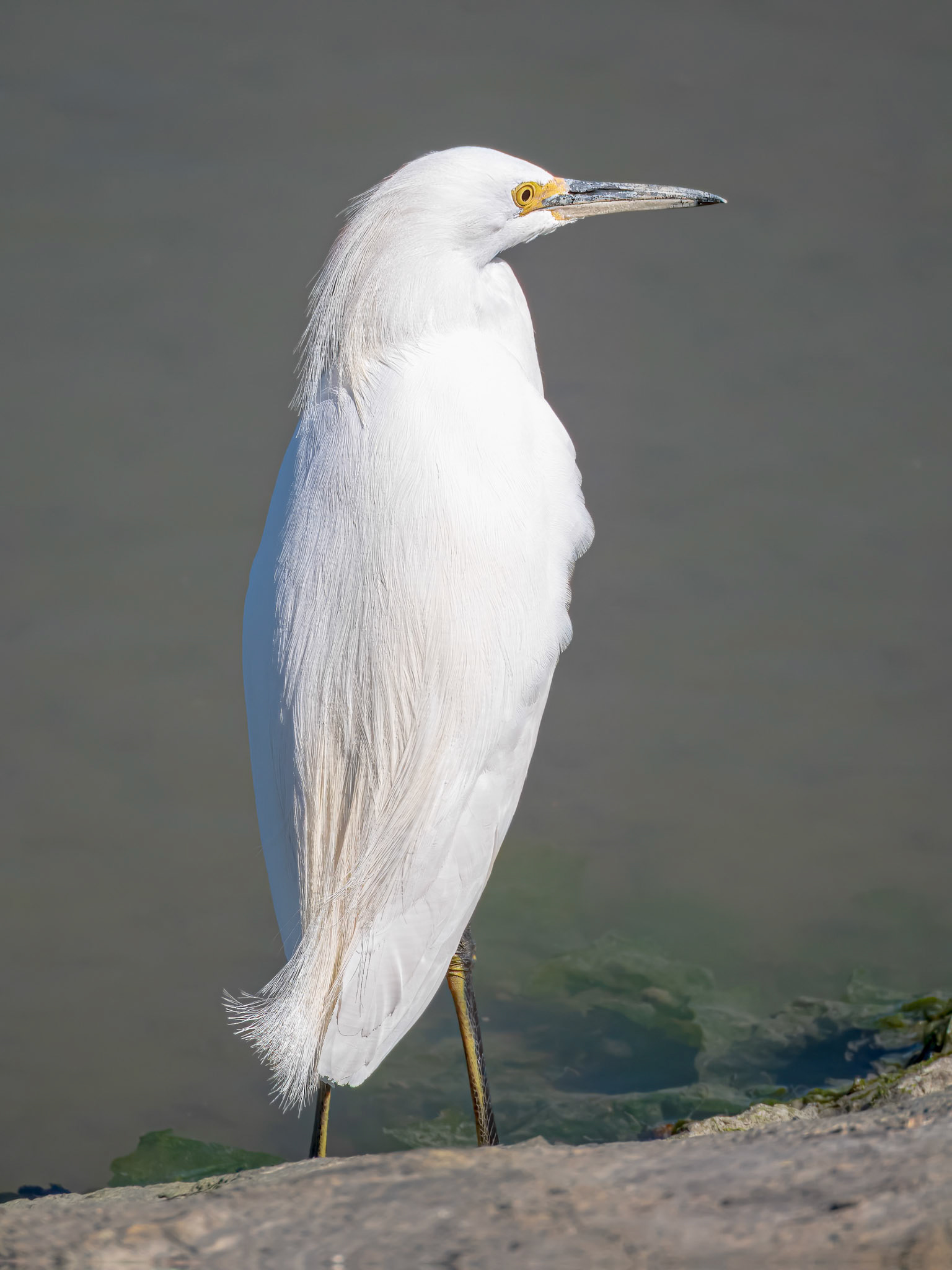 24315250 Egret